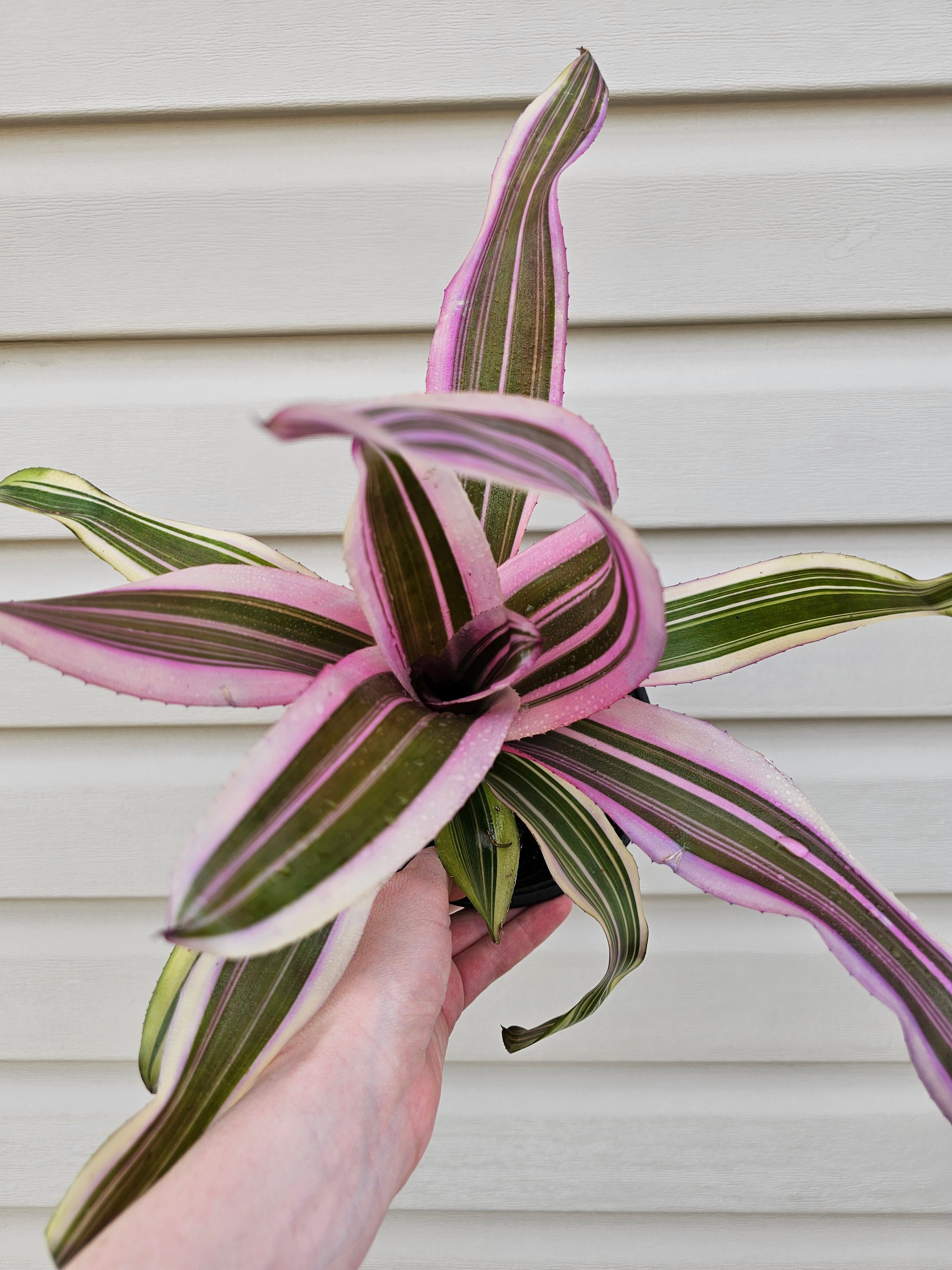 Pink Magic Bromeliad image 0