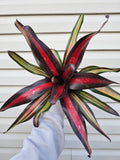 Bromeliad Pimiento image 0