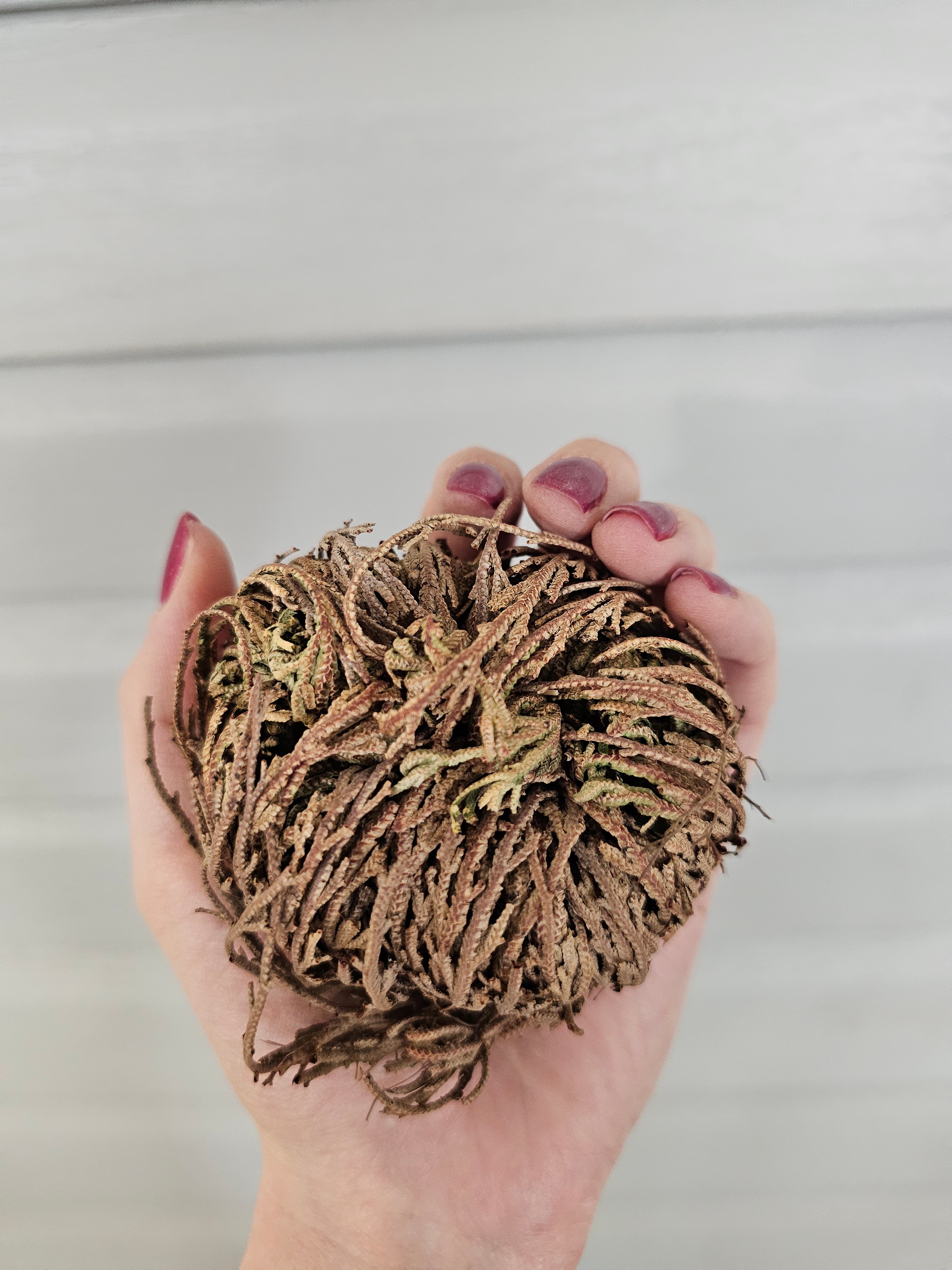 Rose of Jericho - Resurrection Plant image 1