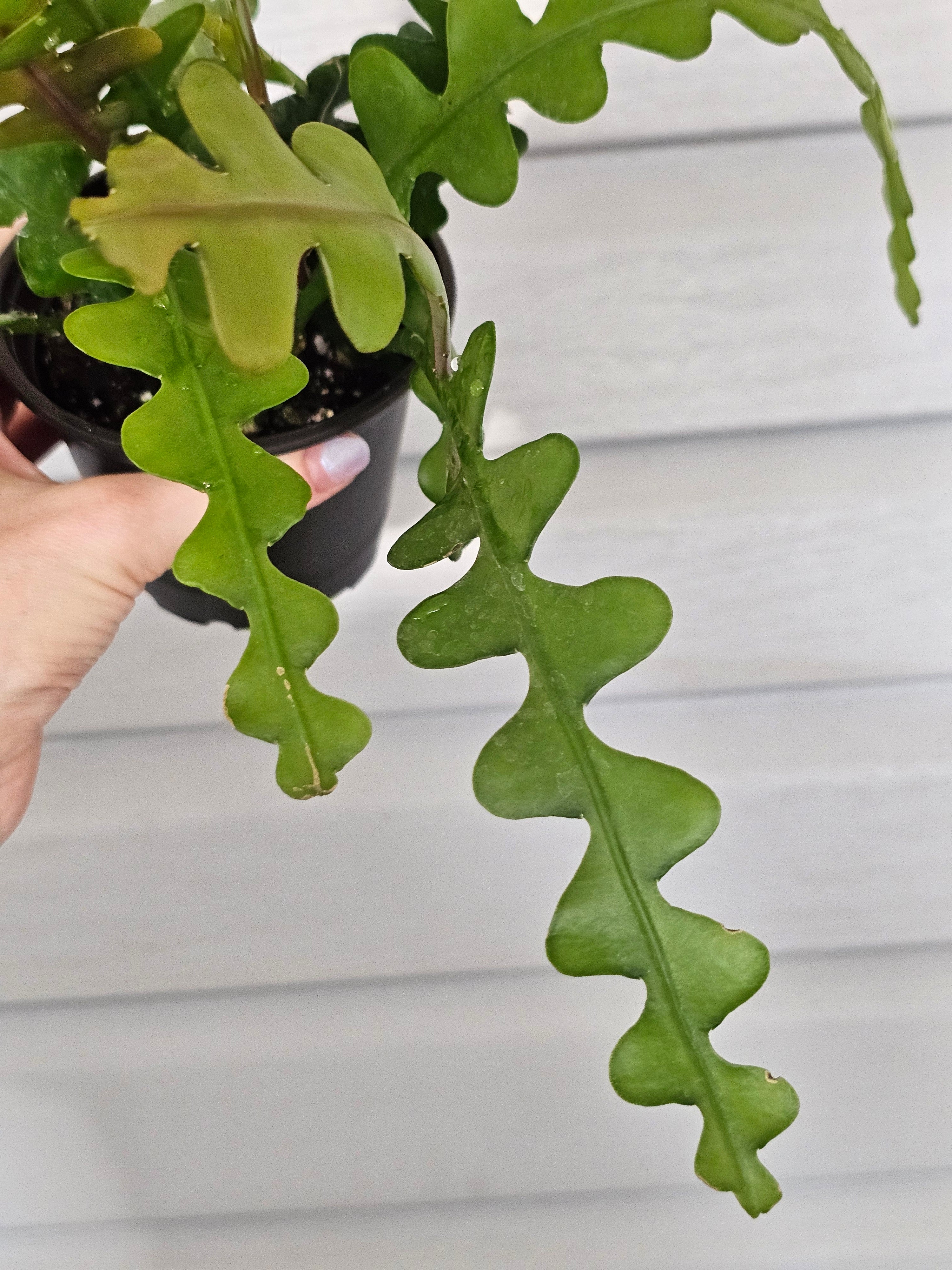Ric Rac Cactus  image 2