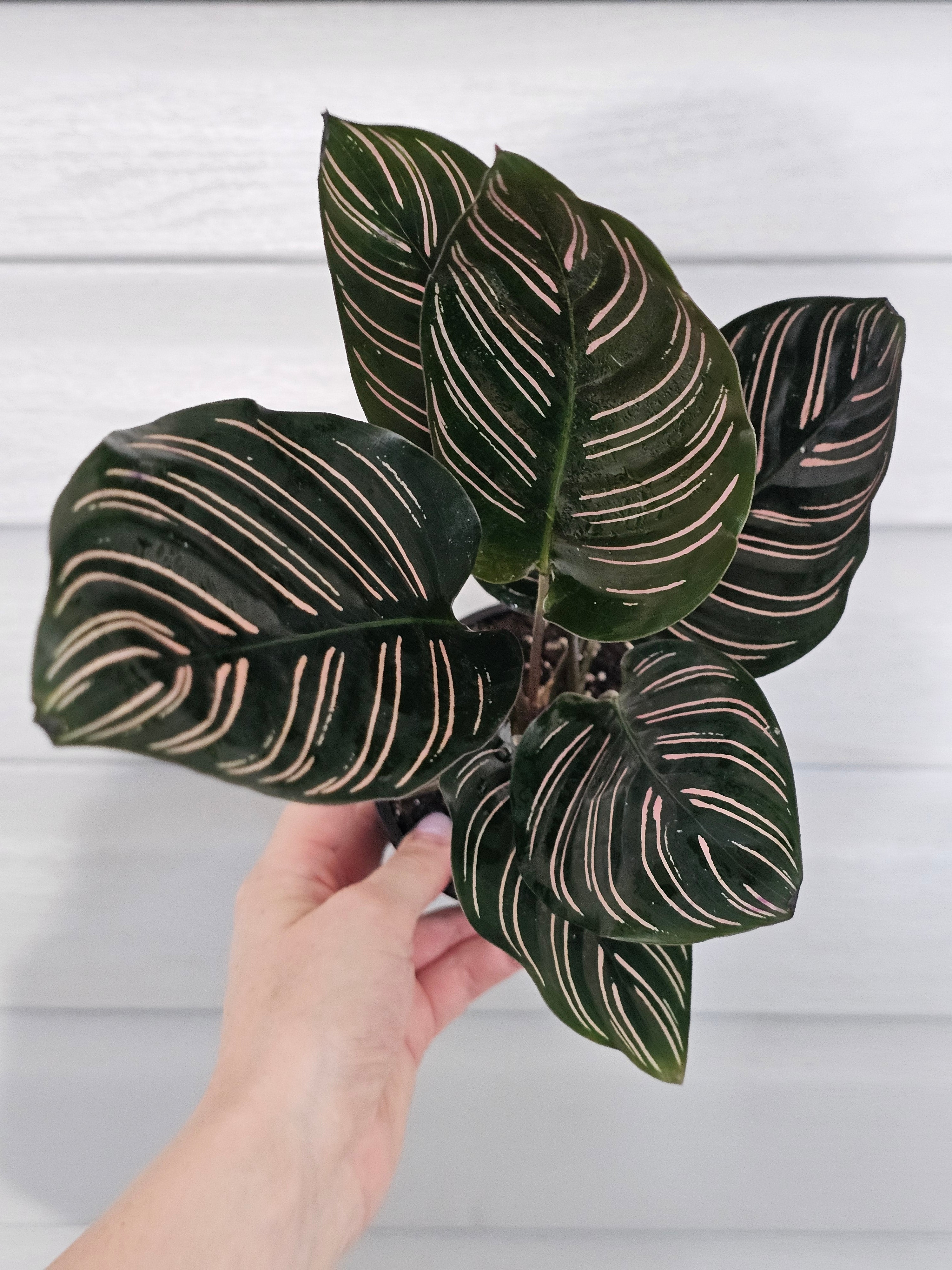 Calathea Ornata  image 0