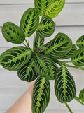 Lemon Lime Maranta image 0