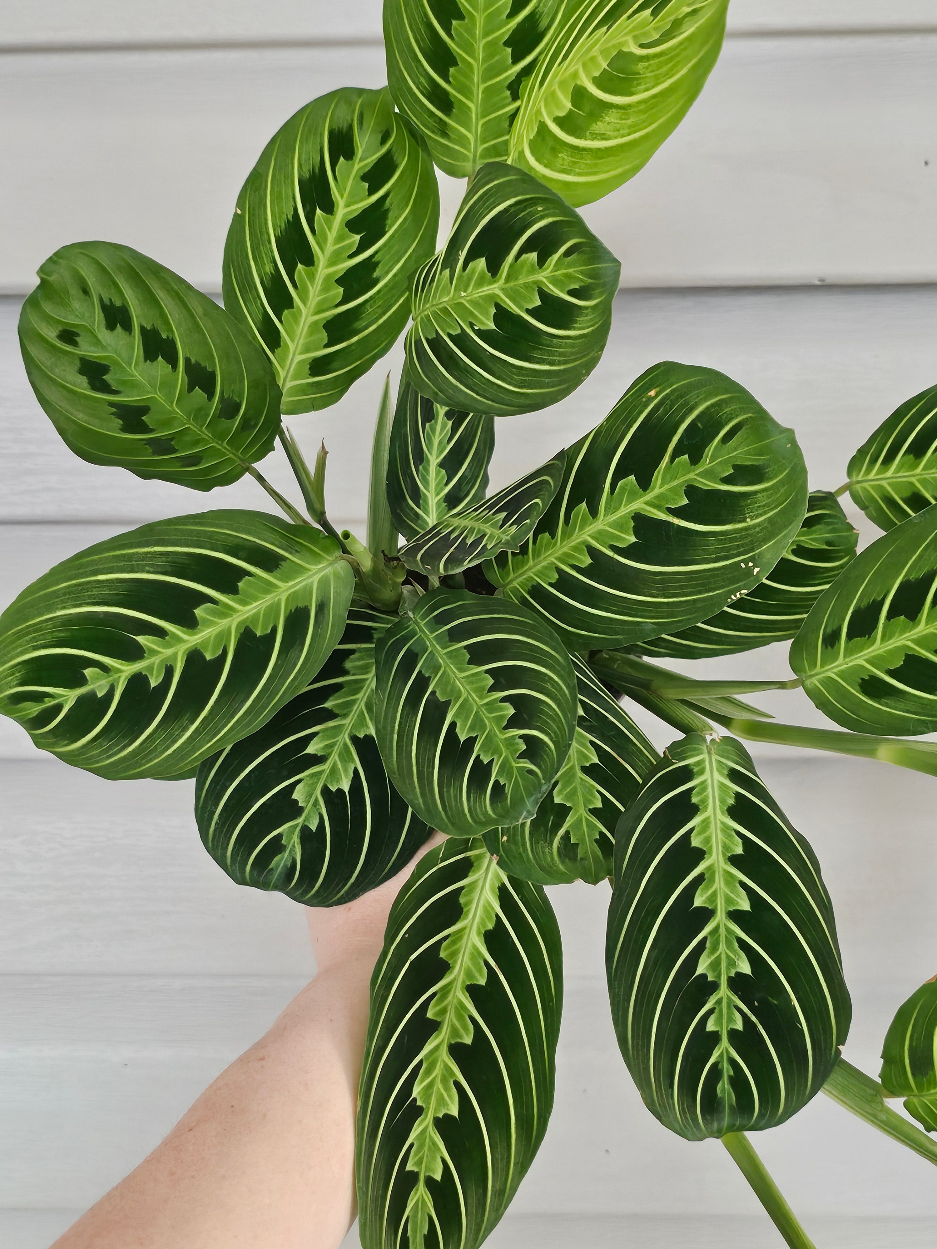 Lemon Lime Maranta image 0