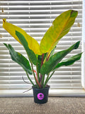 Philodendron Prince of Orange Mutation ️ image 0