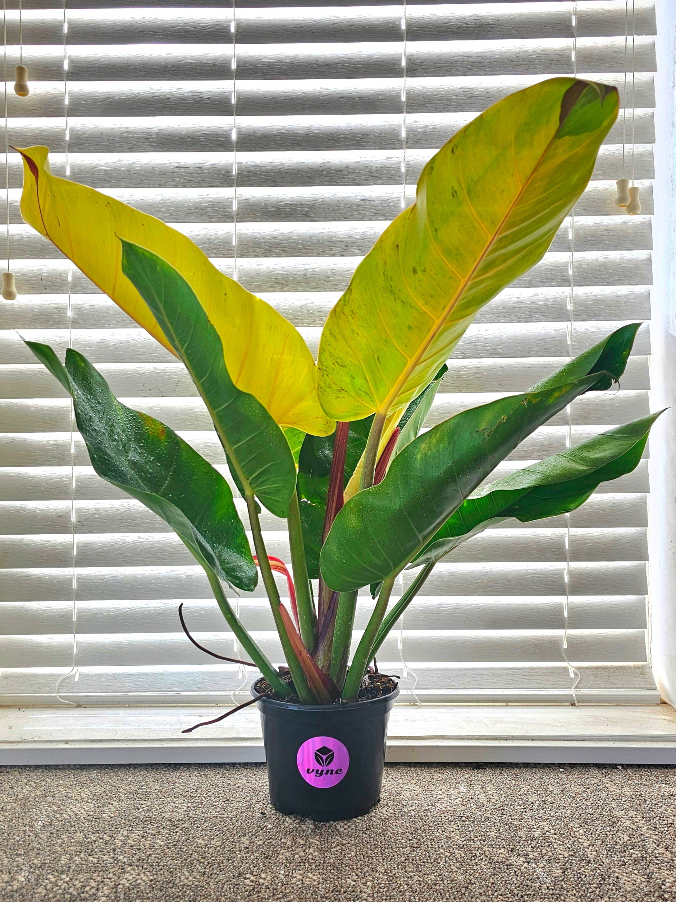 Philodendron Prince of Orange Mutation ️ image 0