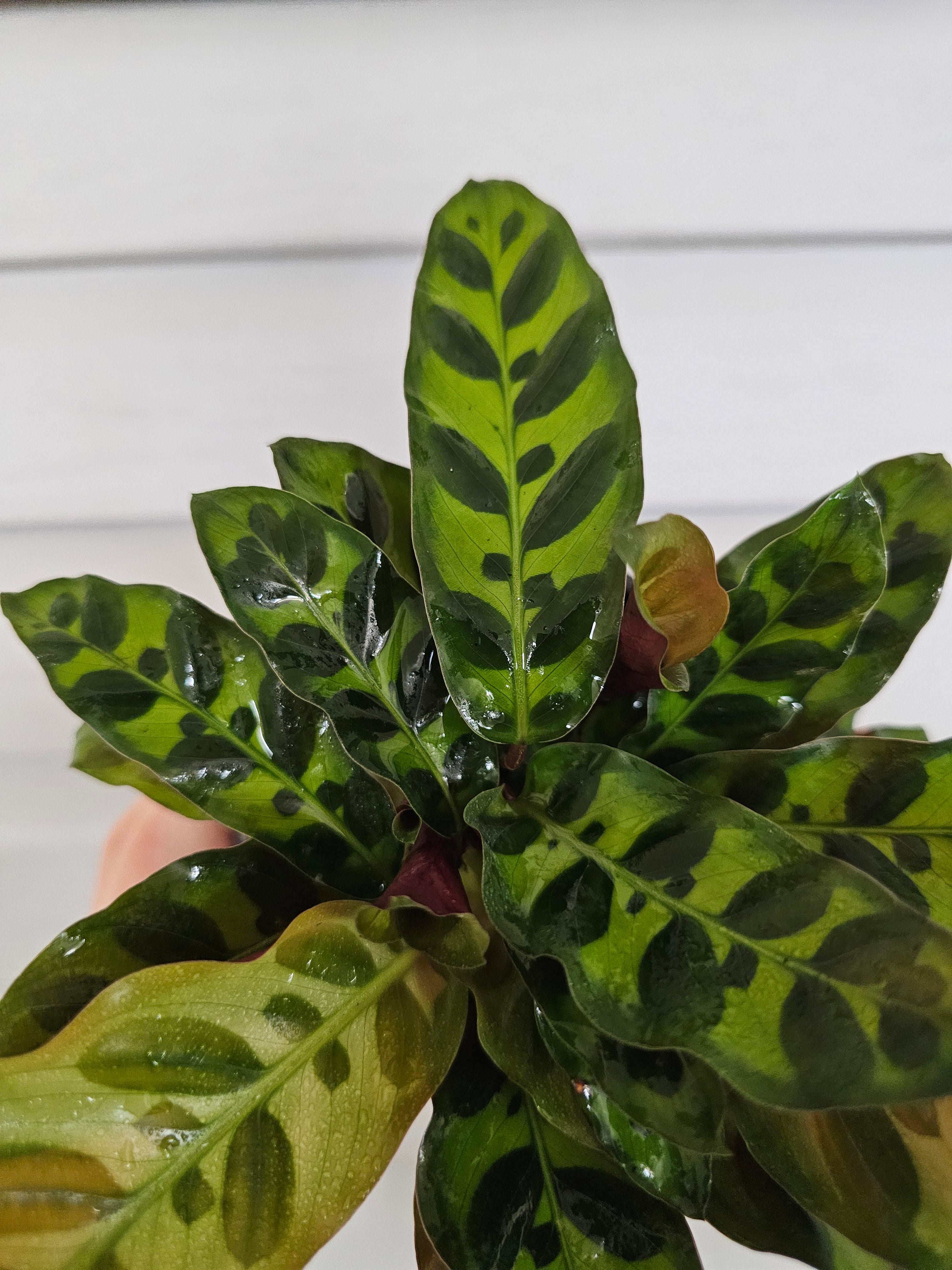Rattlesnake Calathea  image 3