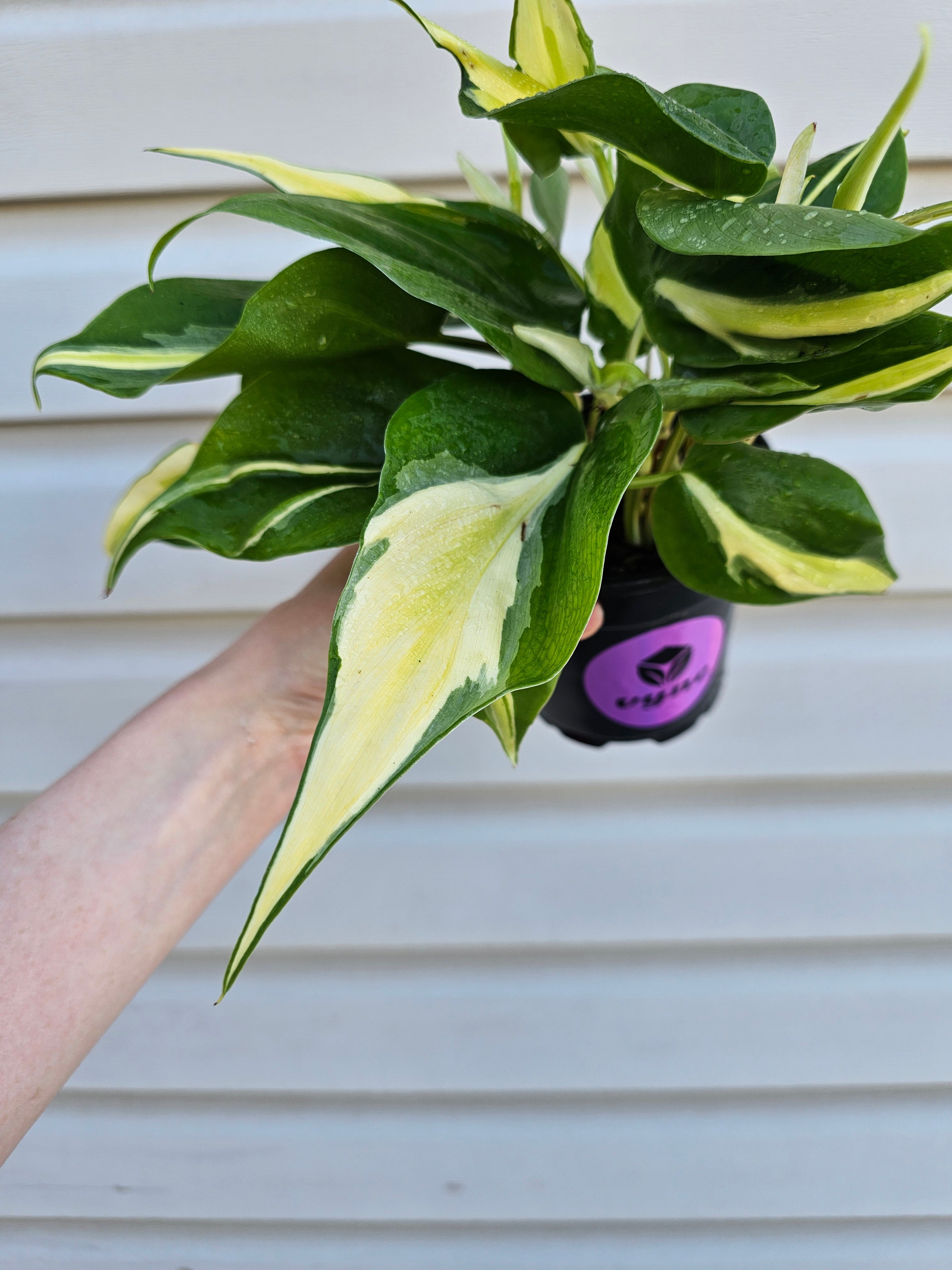 Philodendron Cream Splash  image 1