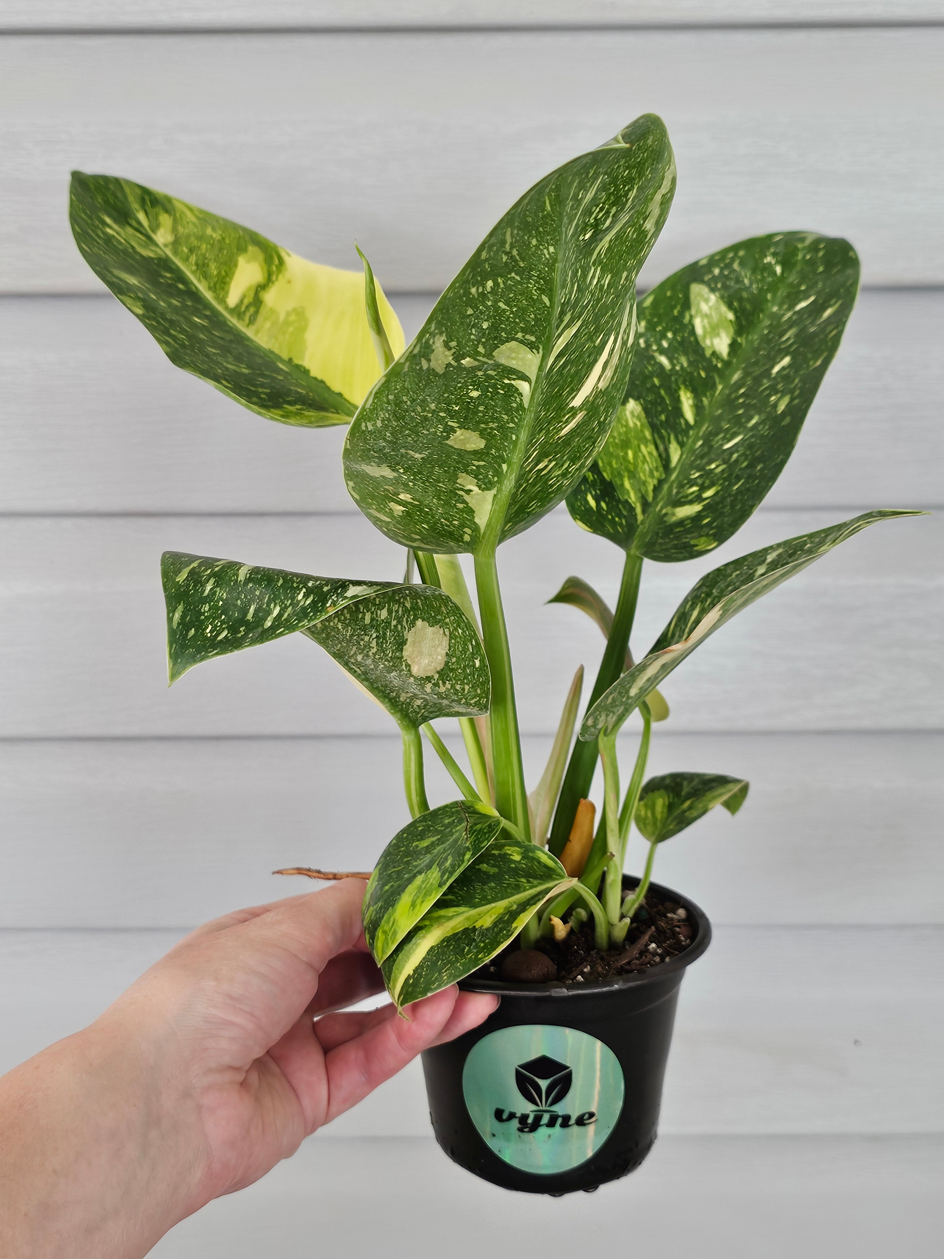 Variegated Nuclear Green Congo Philodendron image 1