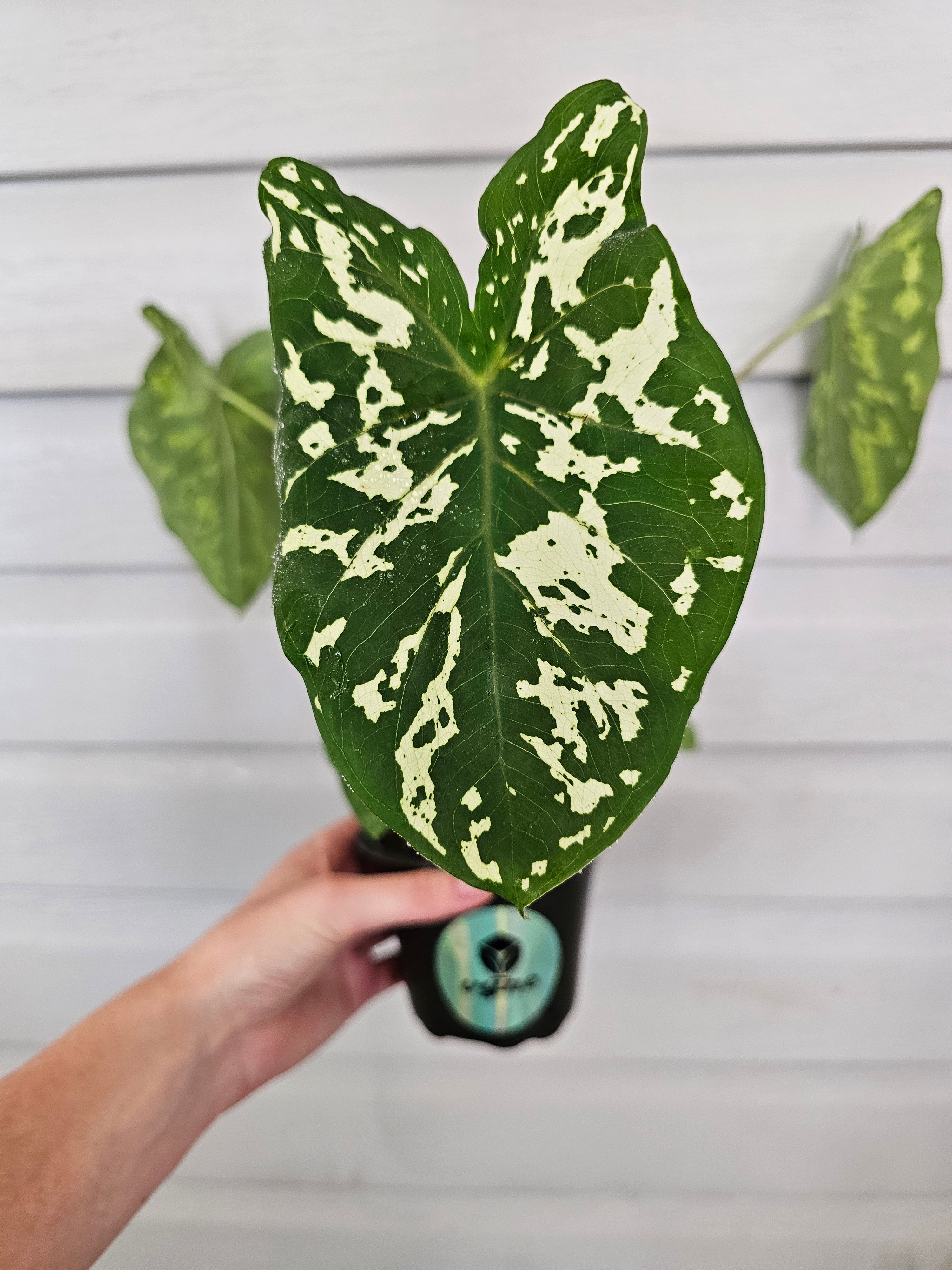 Alocasia Hilo Beauty  image 3