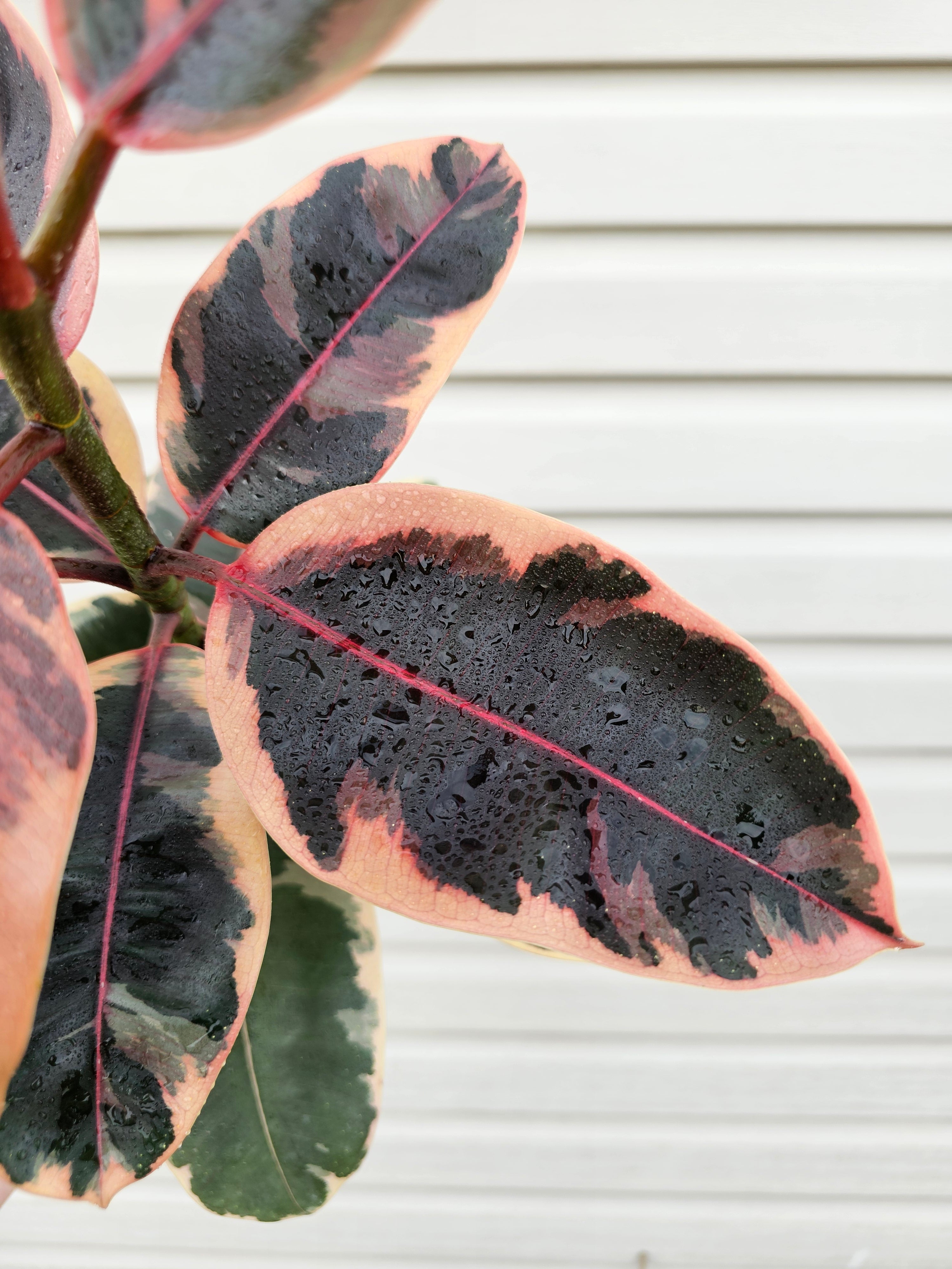 Ruby Ficus  image 1