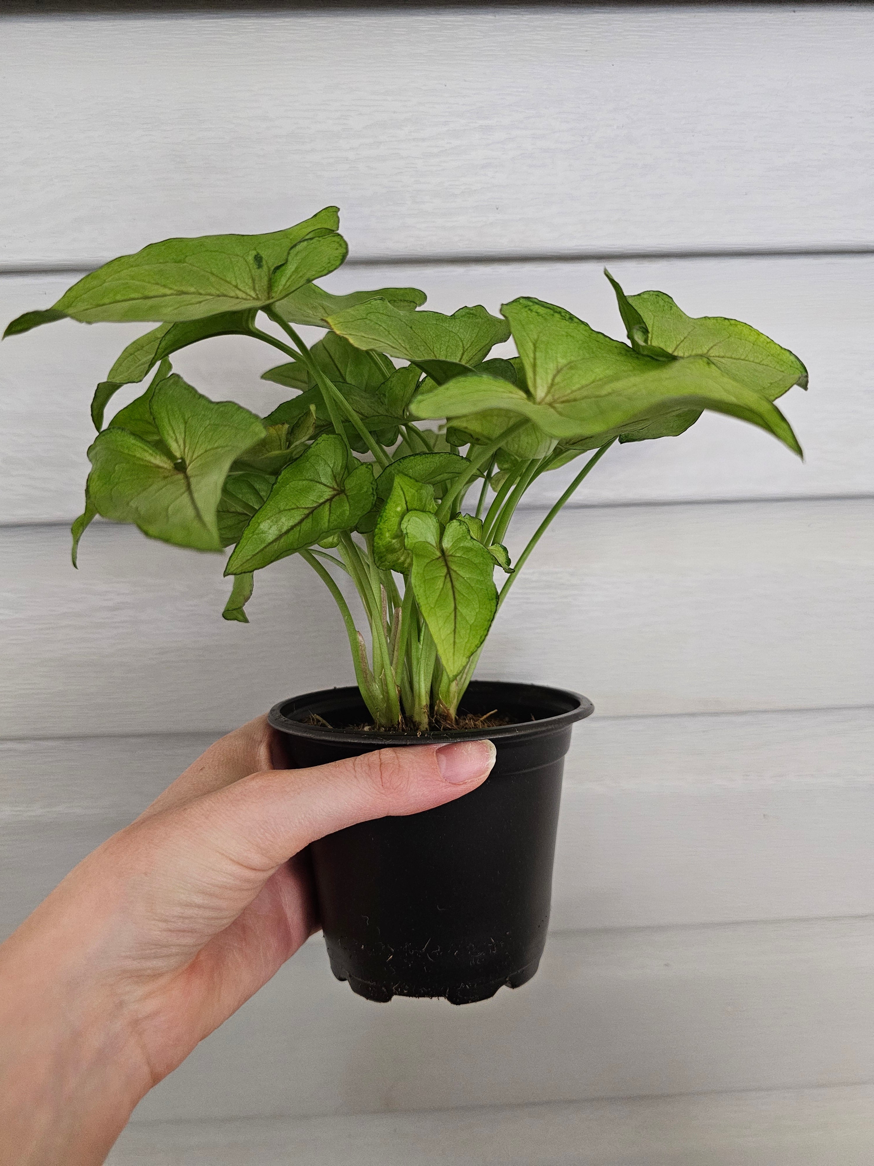Syngonium Cream Allusion ️ image 2