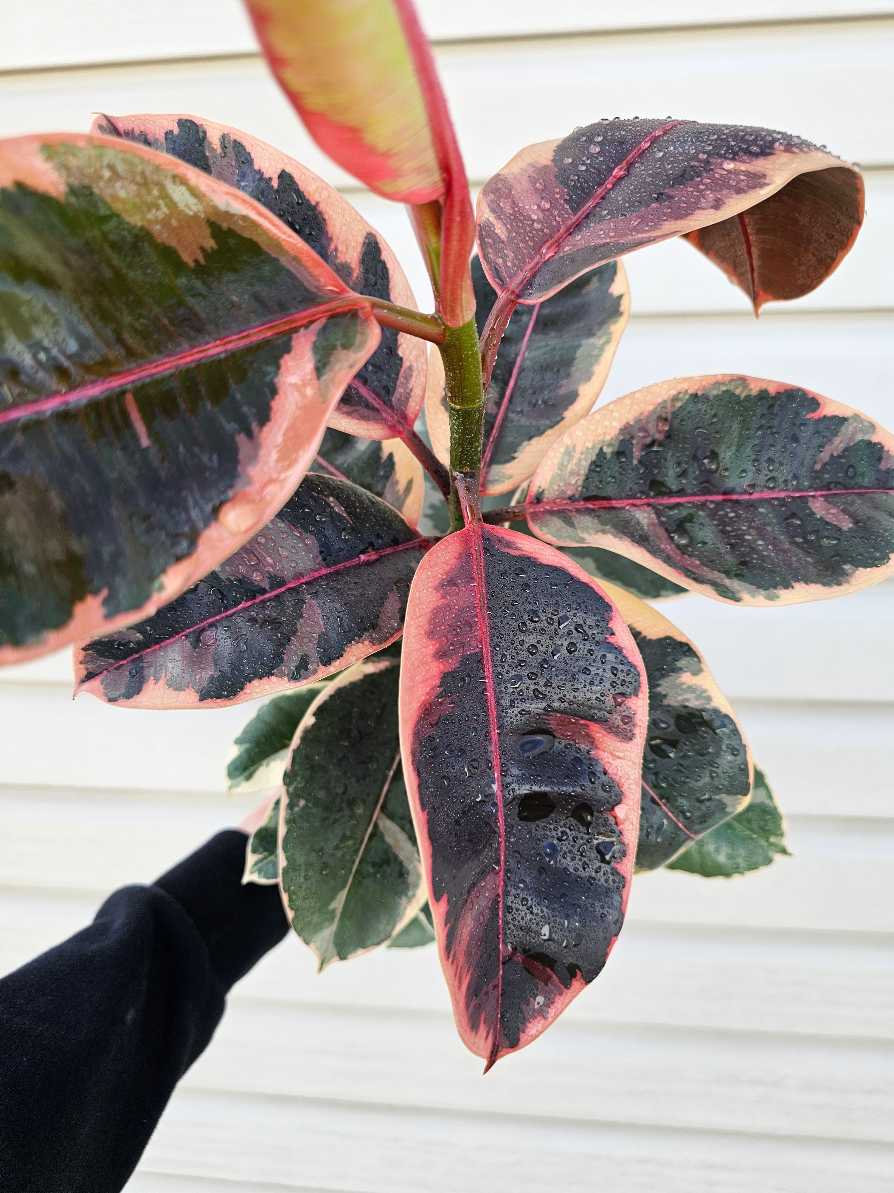 Ruby Ficus  image 3