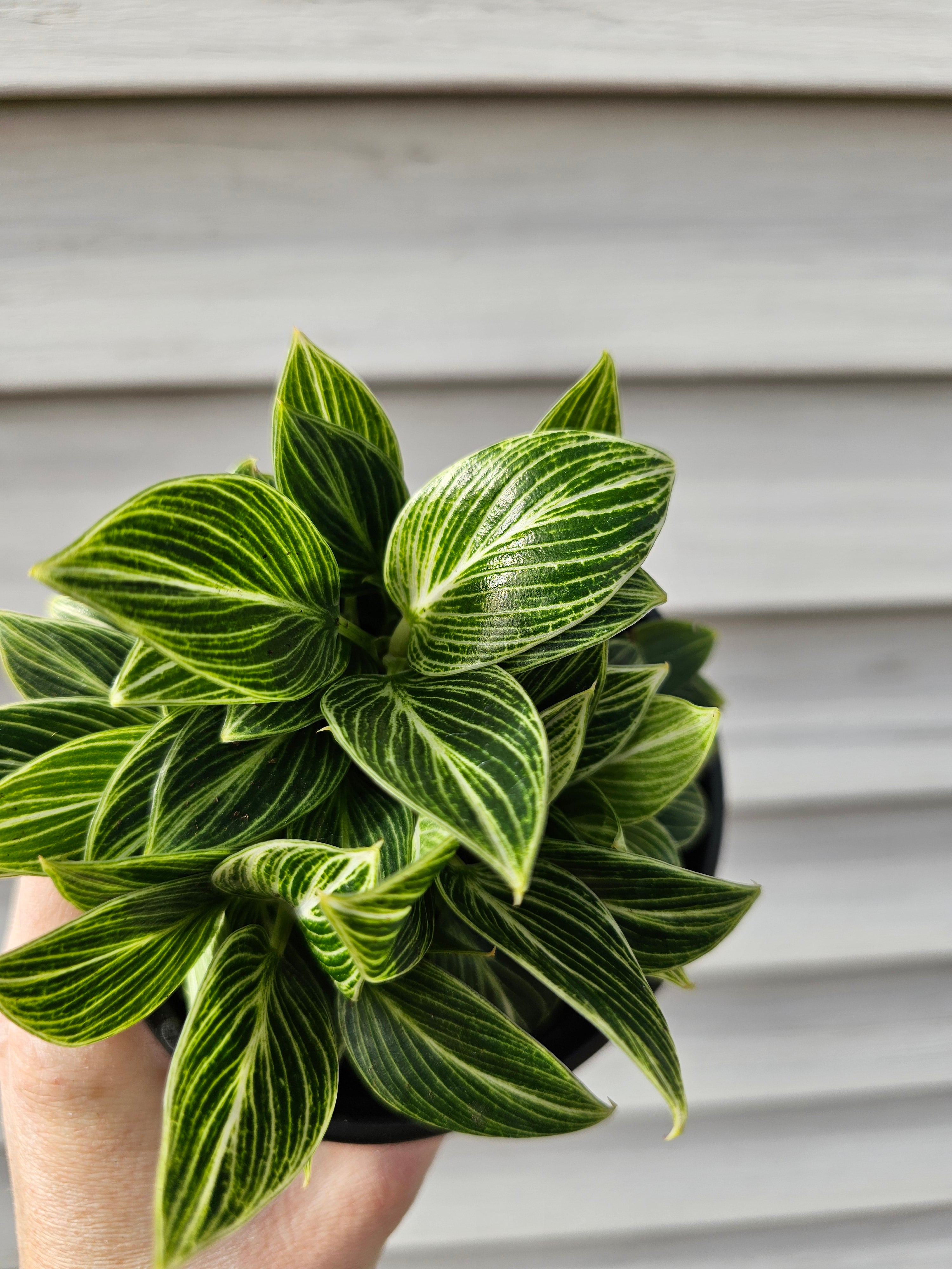 Philodendron Birkin Galaxy image 1