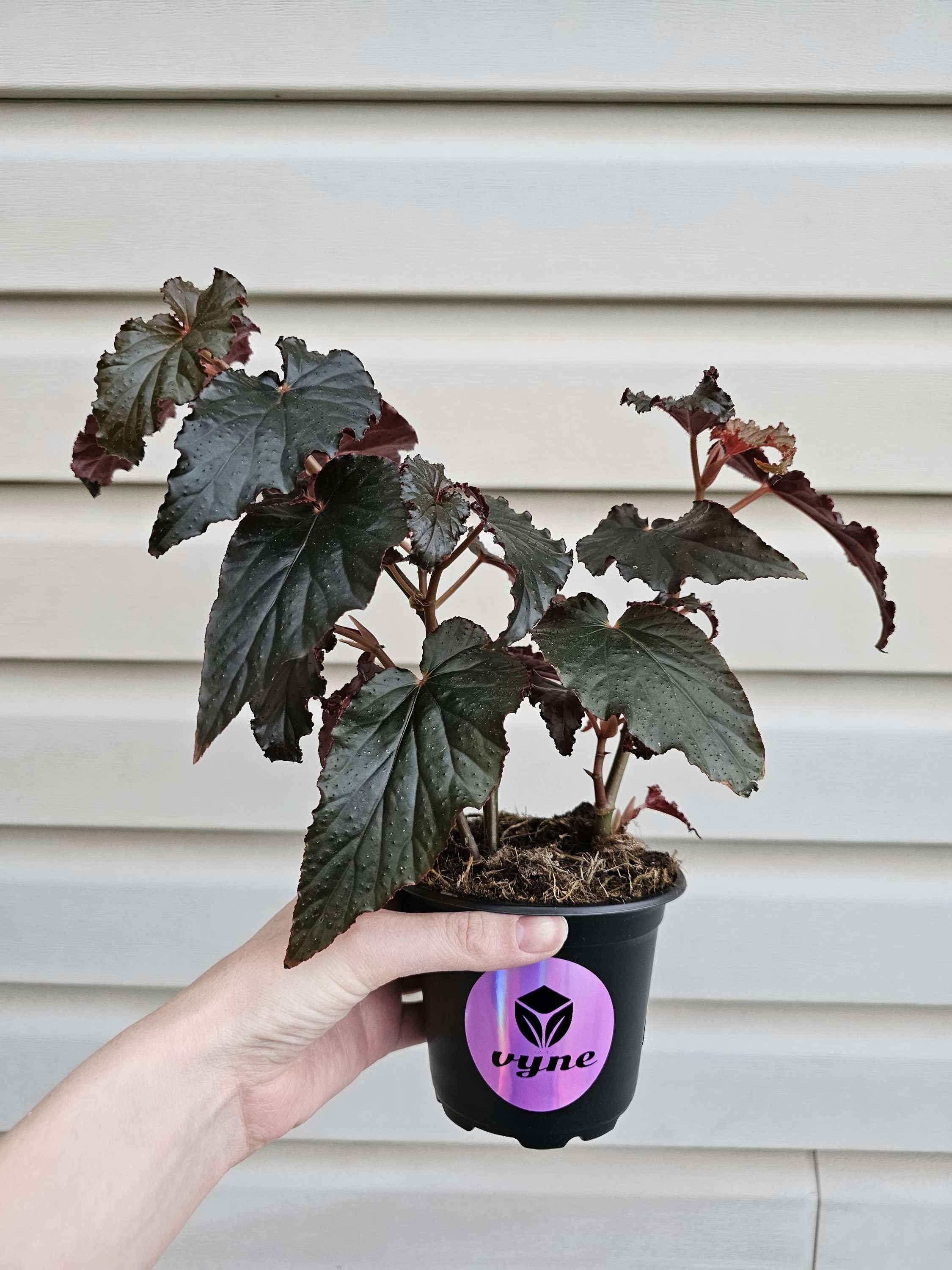 Begonia Black Magic image 2