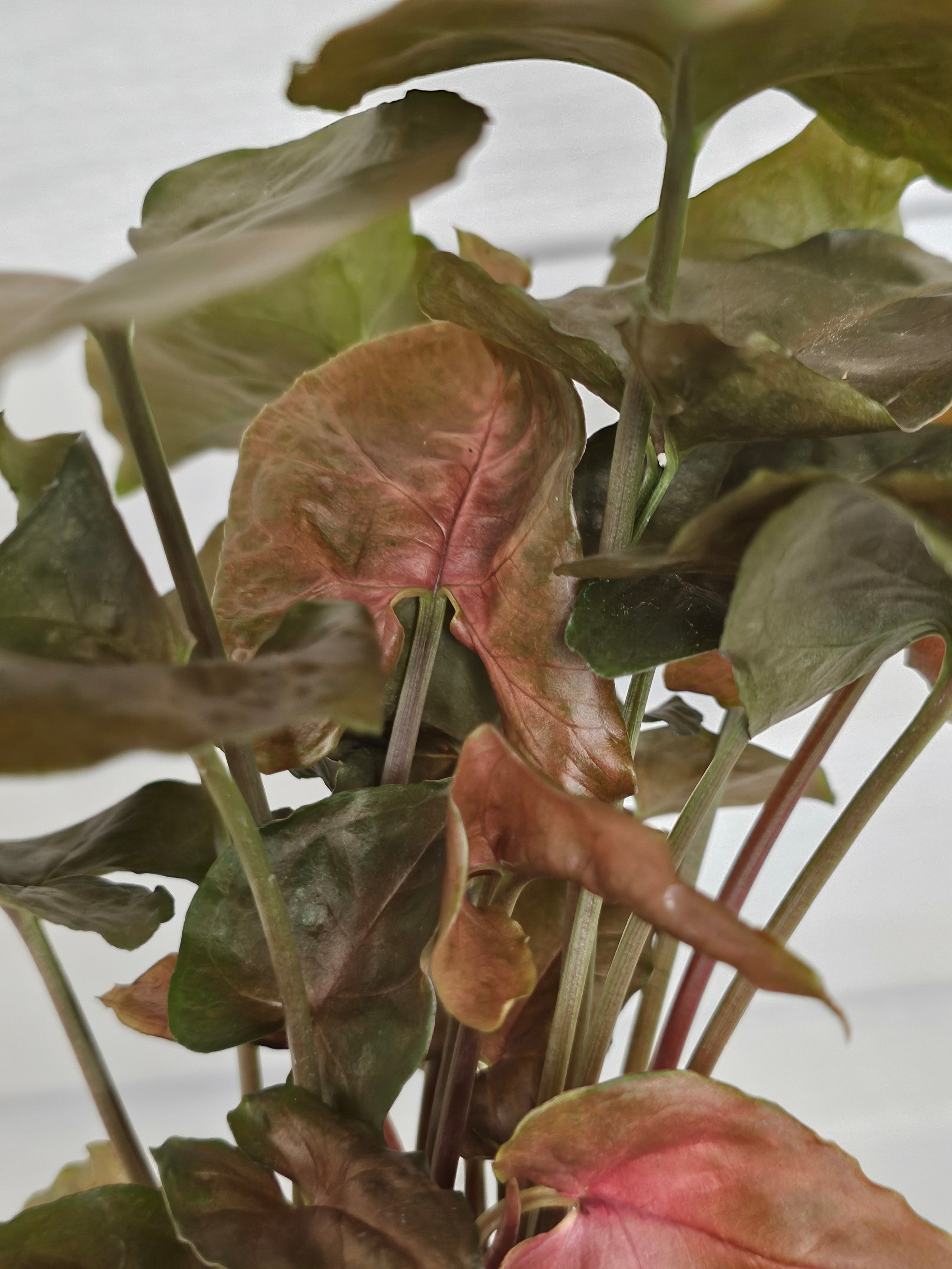 Syngonium Merry image 1