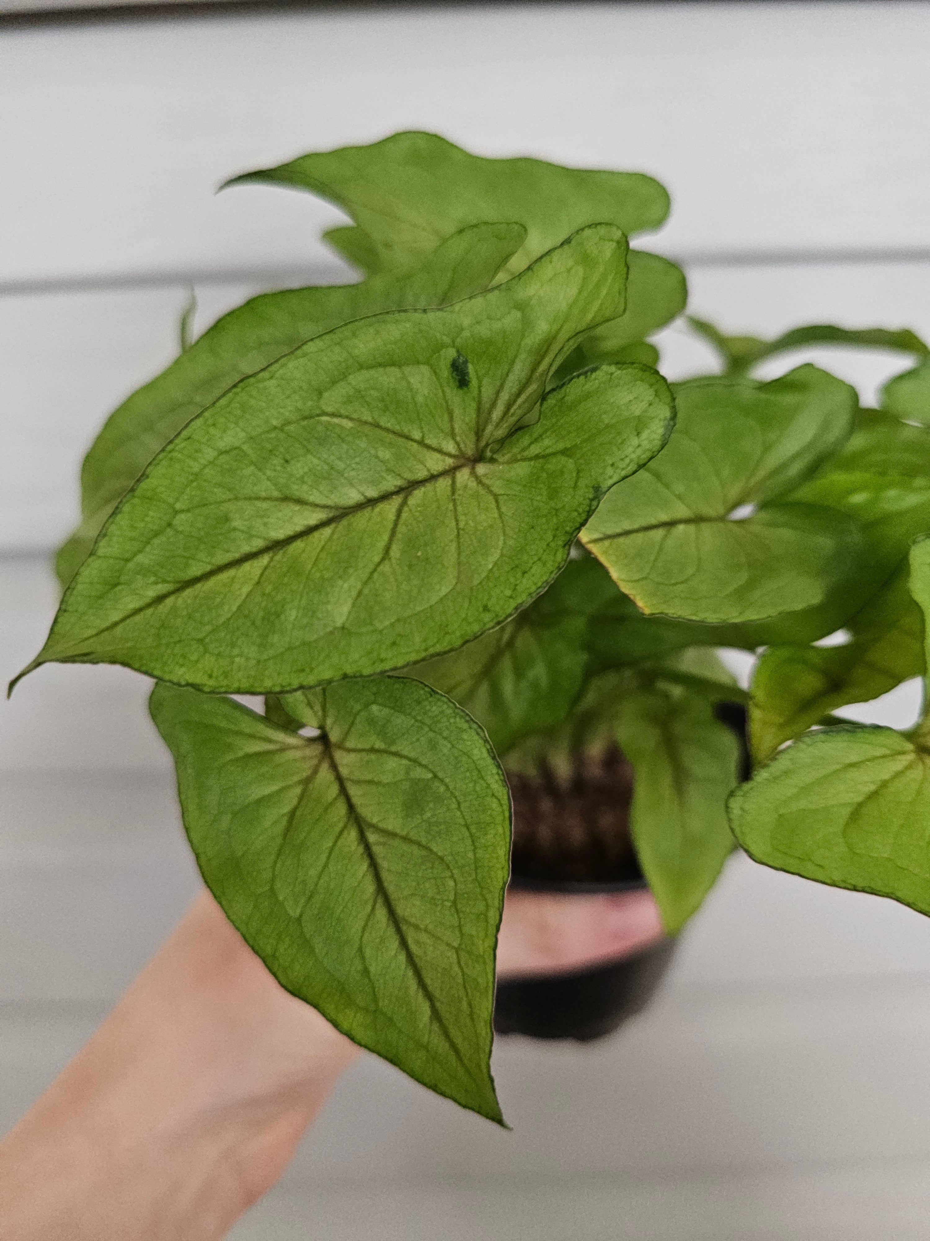 Syngonium Cream Allusion ️ image 4