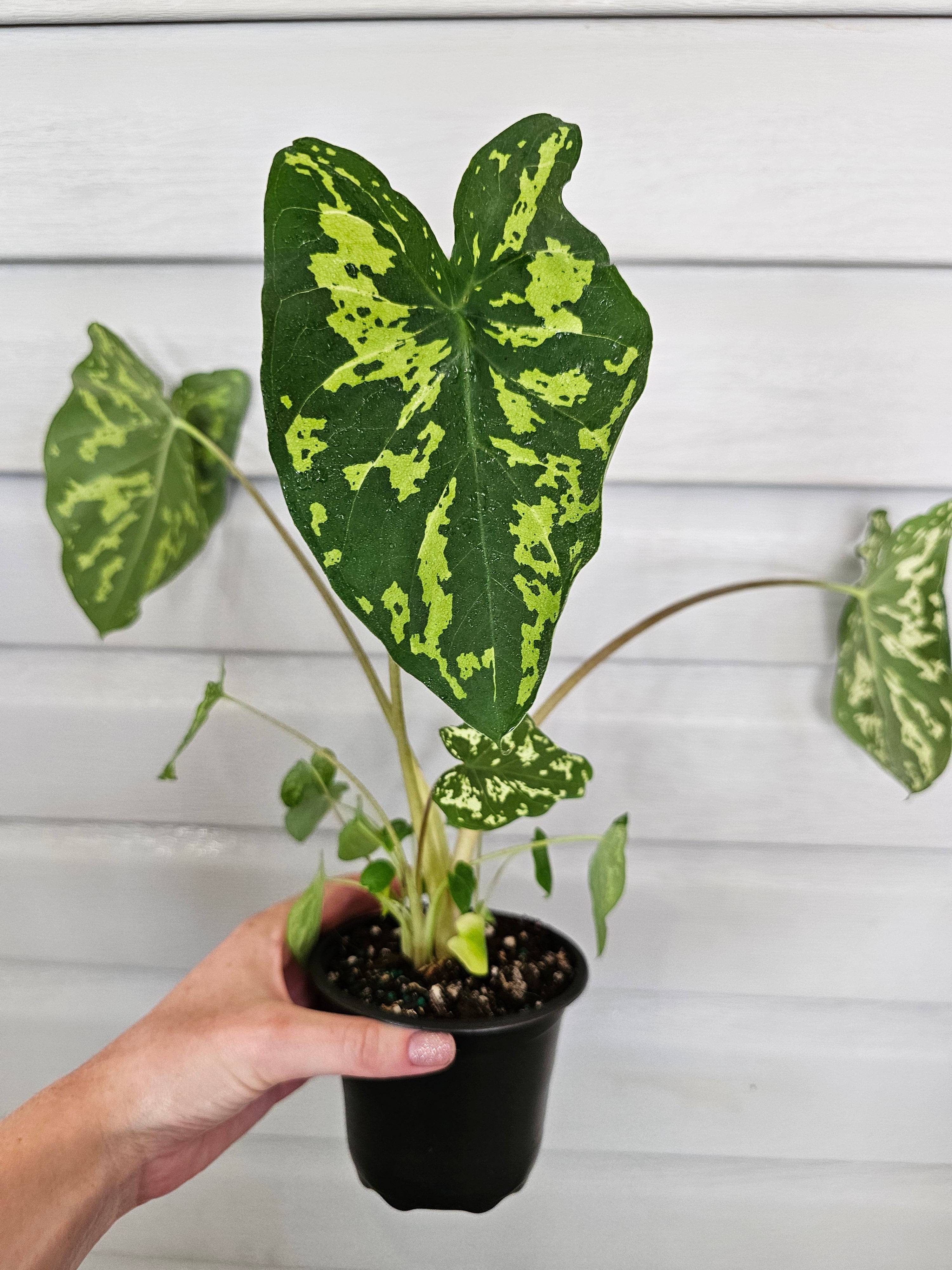 Alocasia Hilo Beauty  image 4