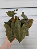Syngonium Merry image 0