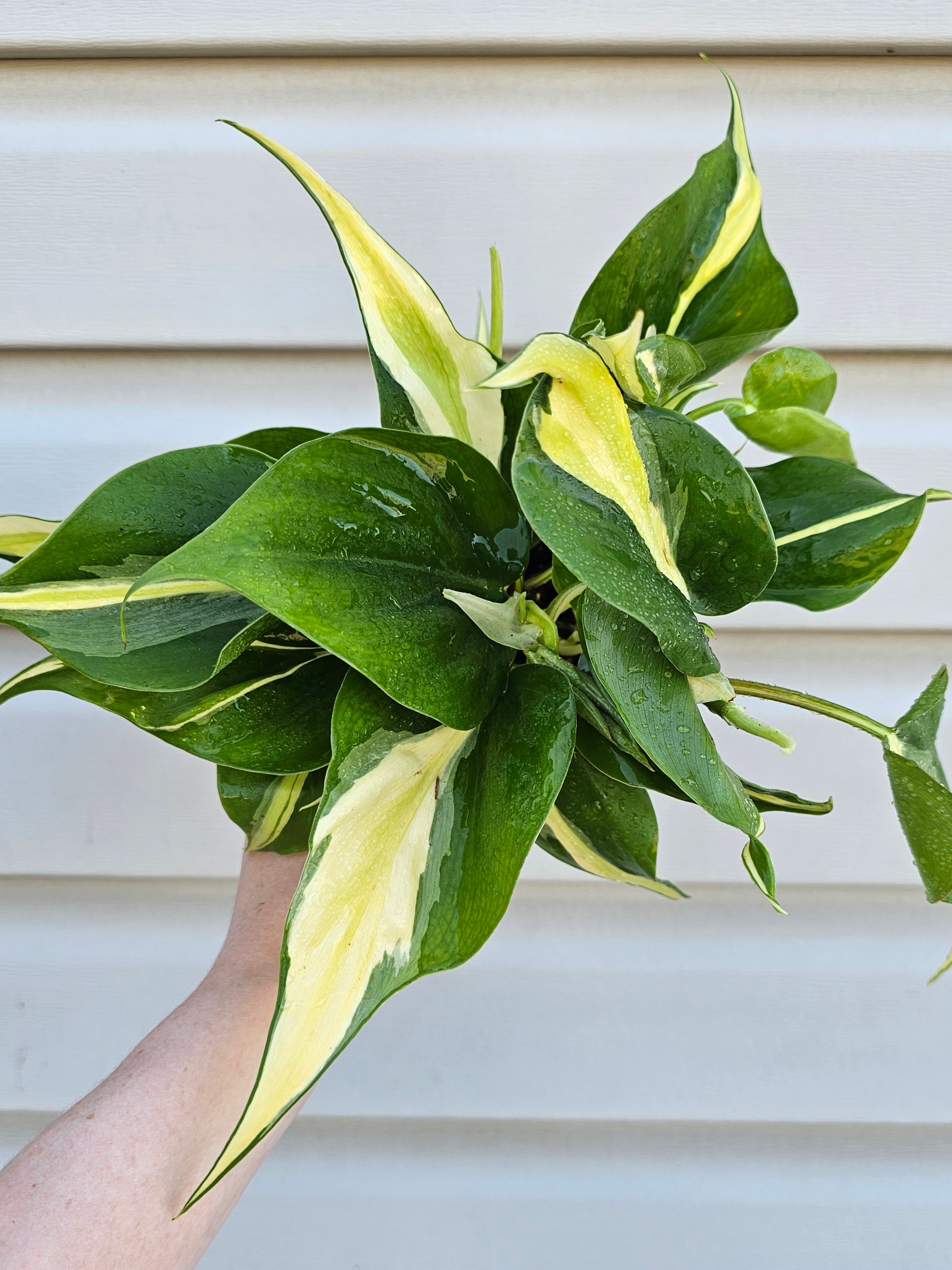 Philodendron Cream Splash  image 0