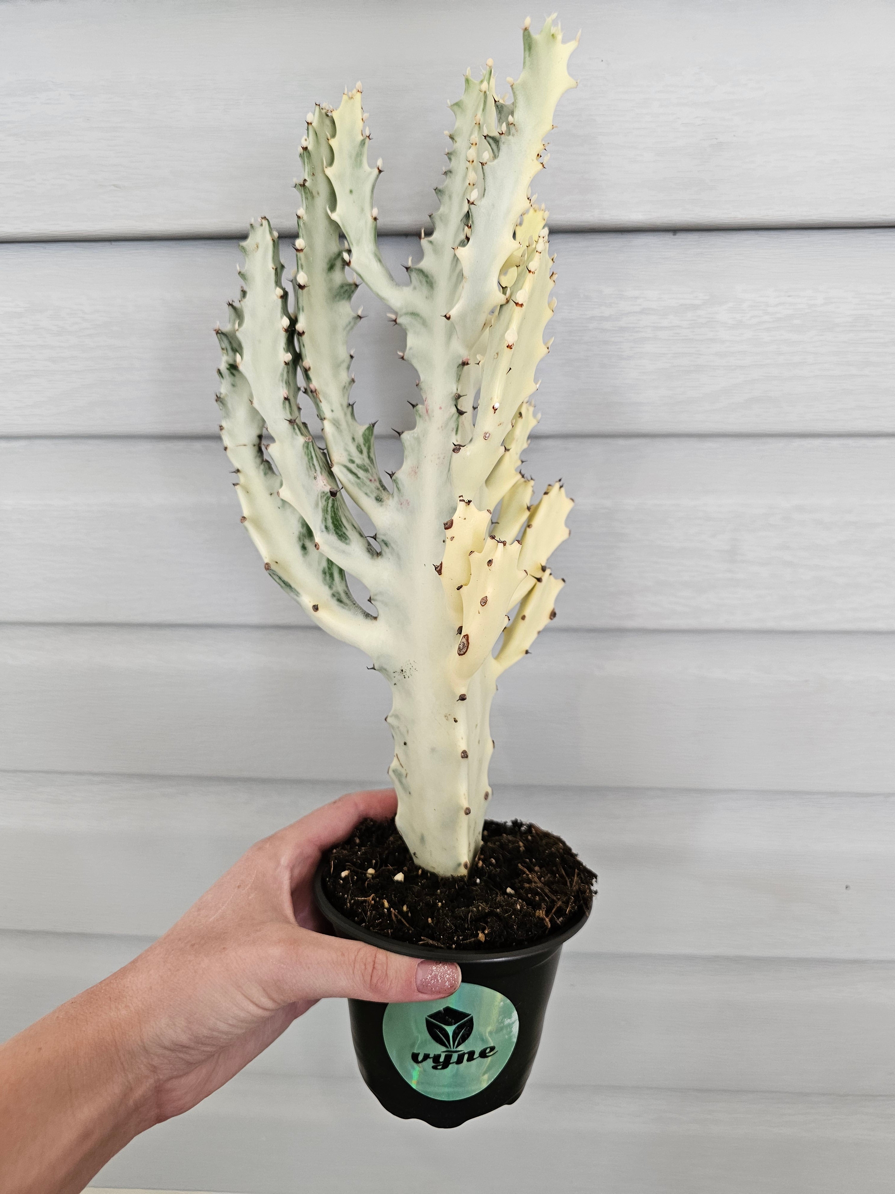 Euphorbia Ghost  image 4