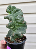 Spiralis Cactus image 0
