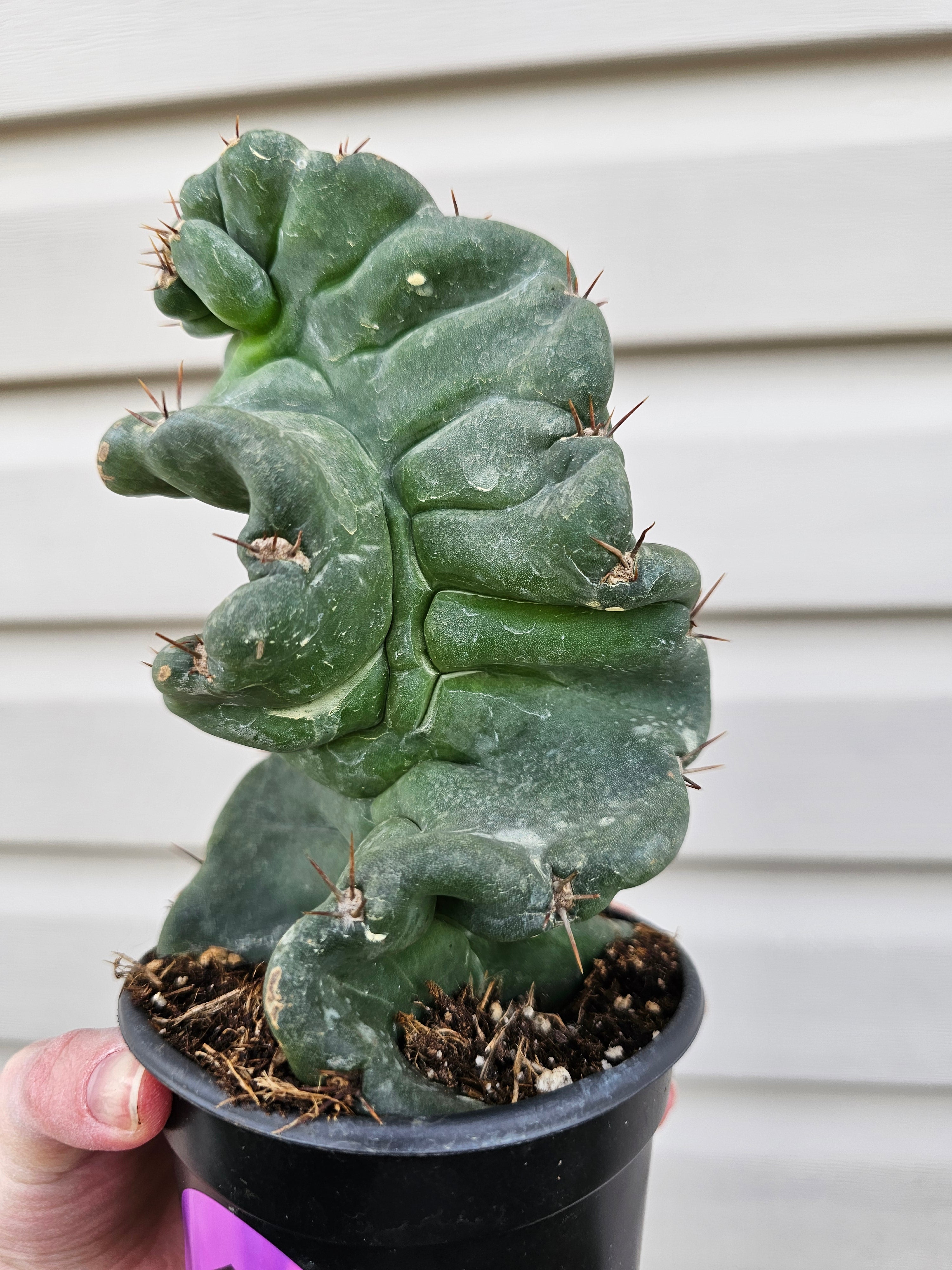 Spiralis Cactus image 0