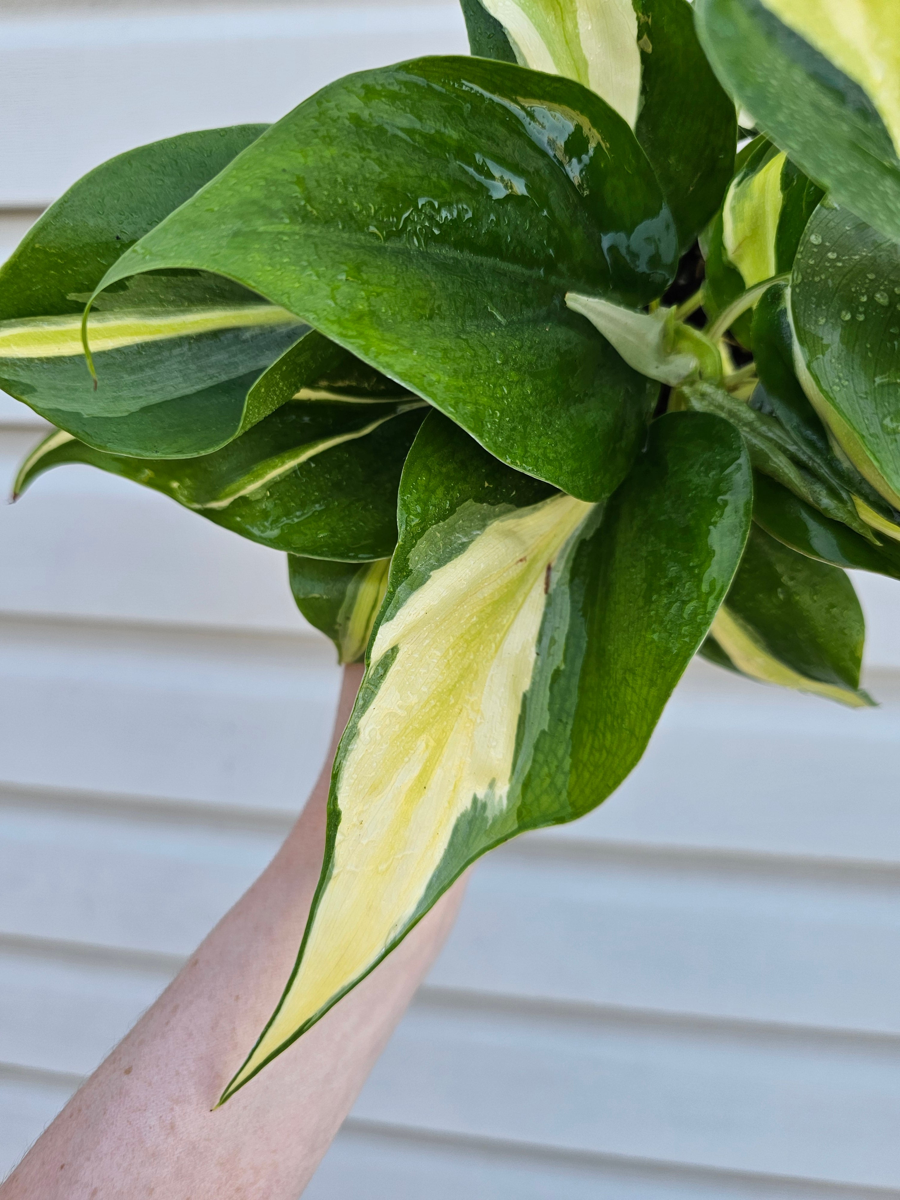 Philodendron Cream Splash  image 3