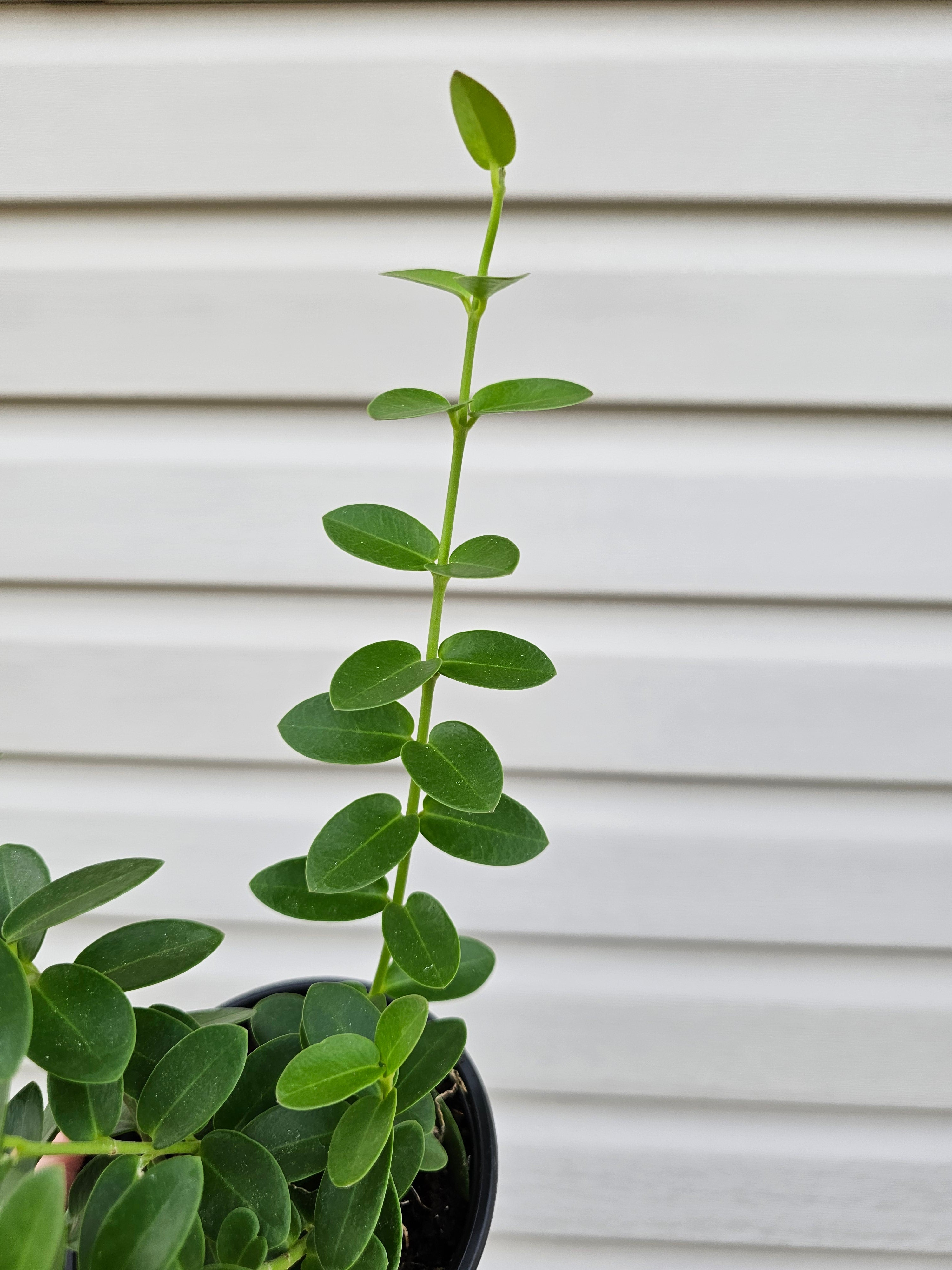 Hoya Cumingiana image 2