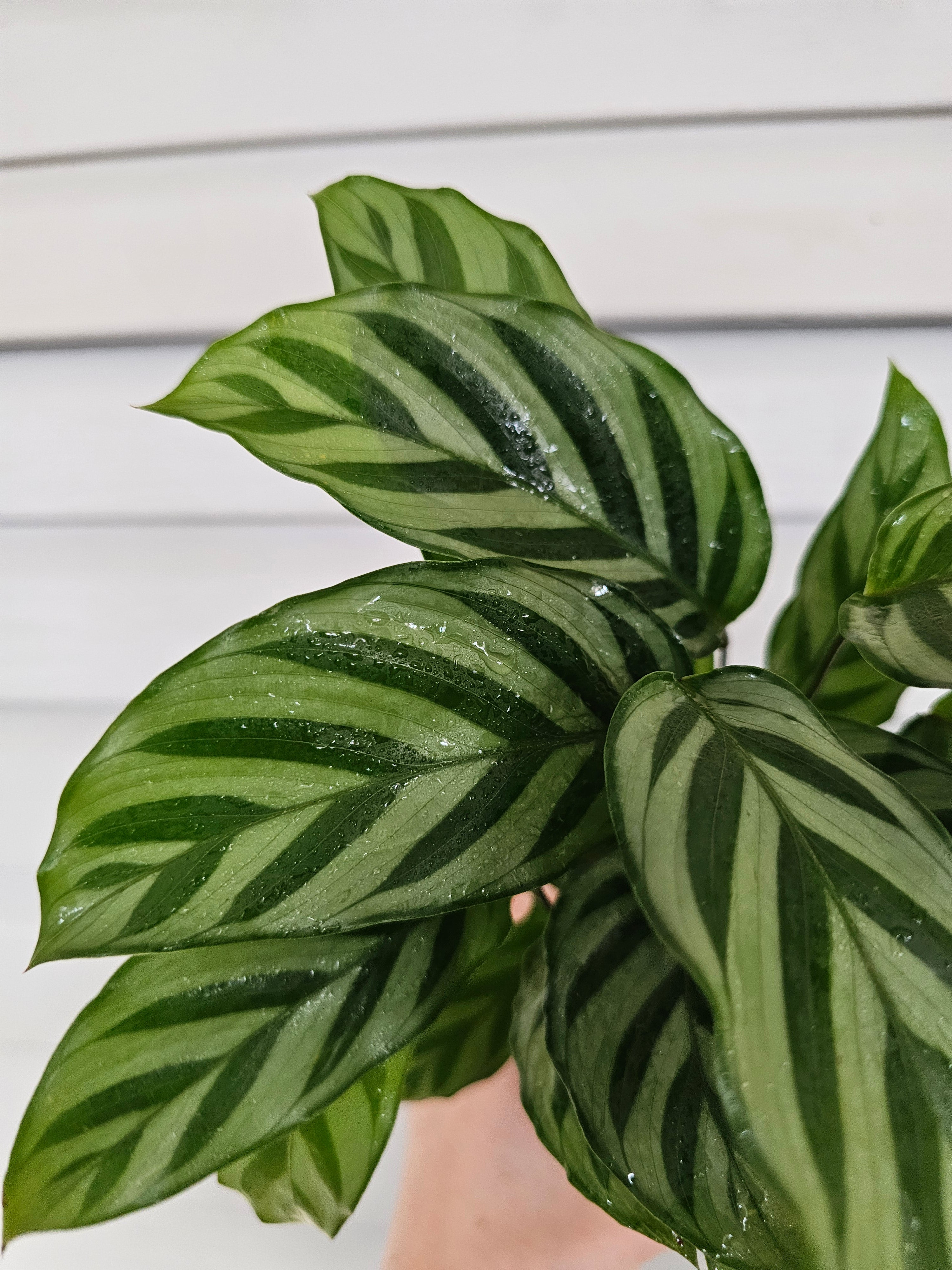 Calathea Freddie  image 3