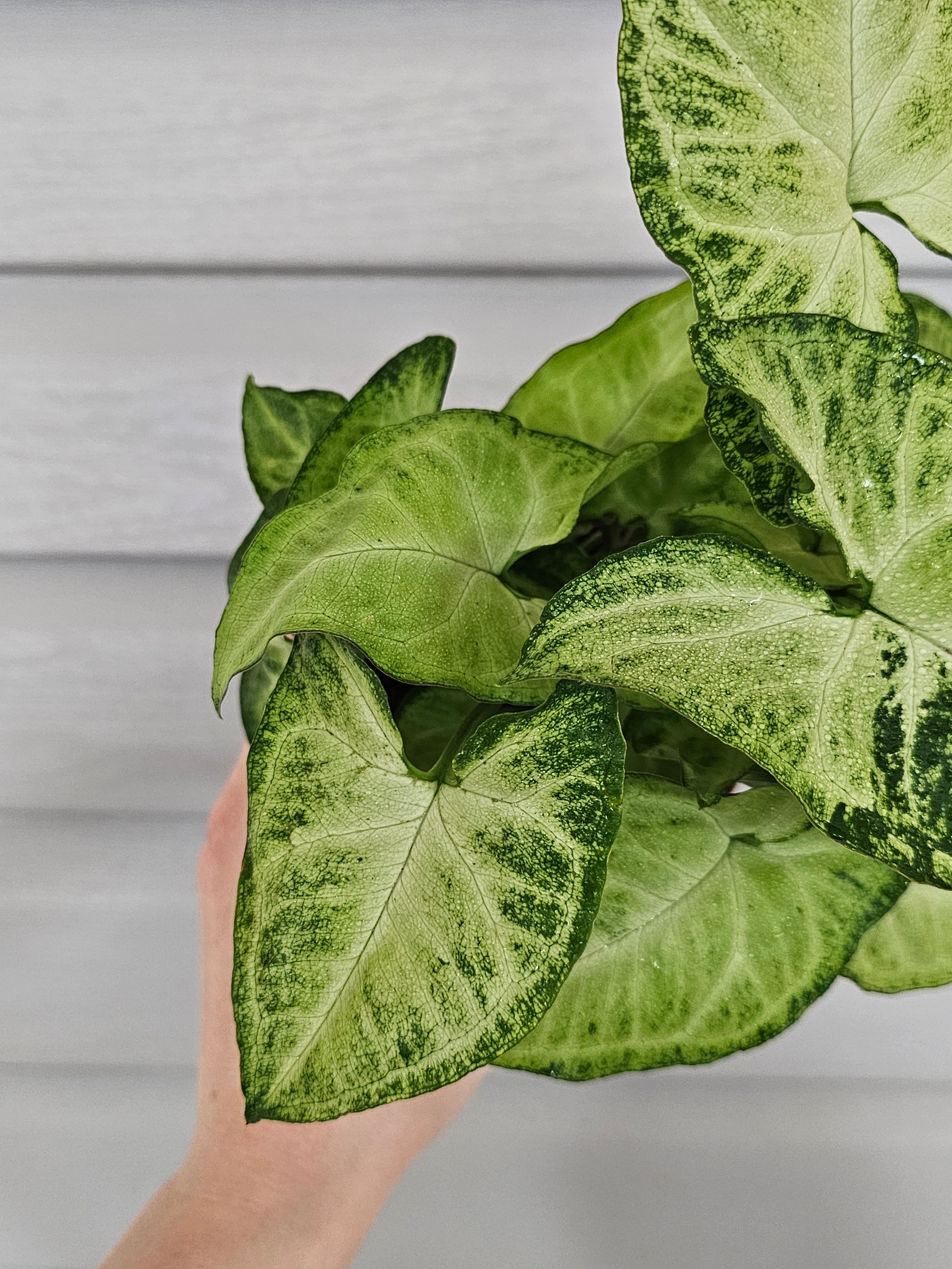White Butterfly Syngonium  image 2