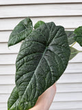 Alocasia Maharani image 0