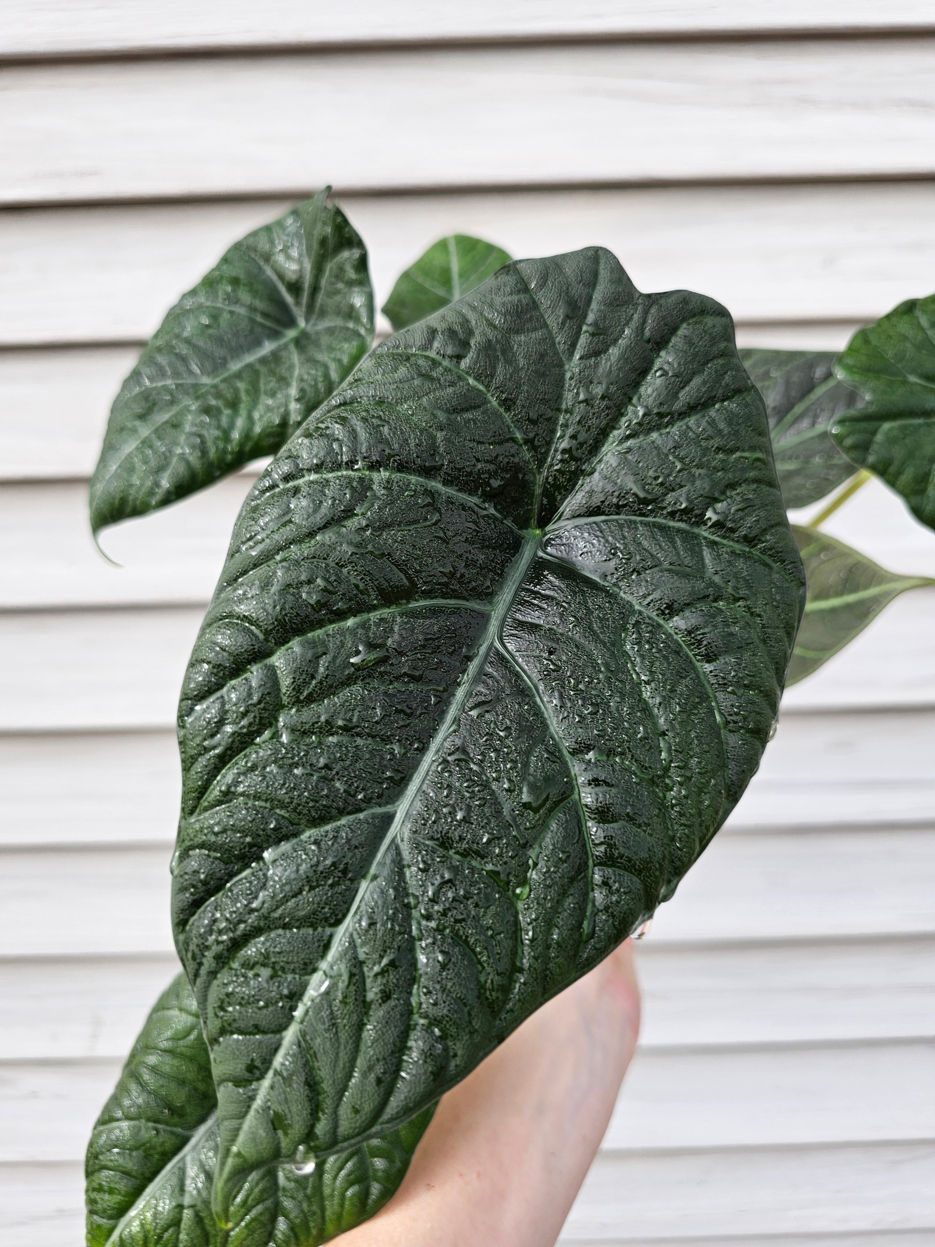 Alocasia Maharani image 0