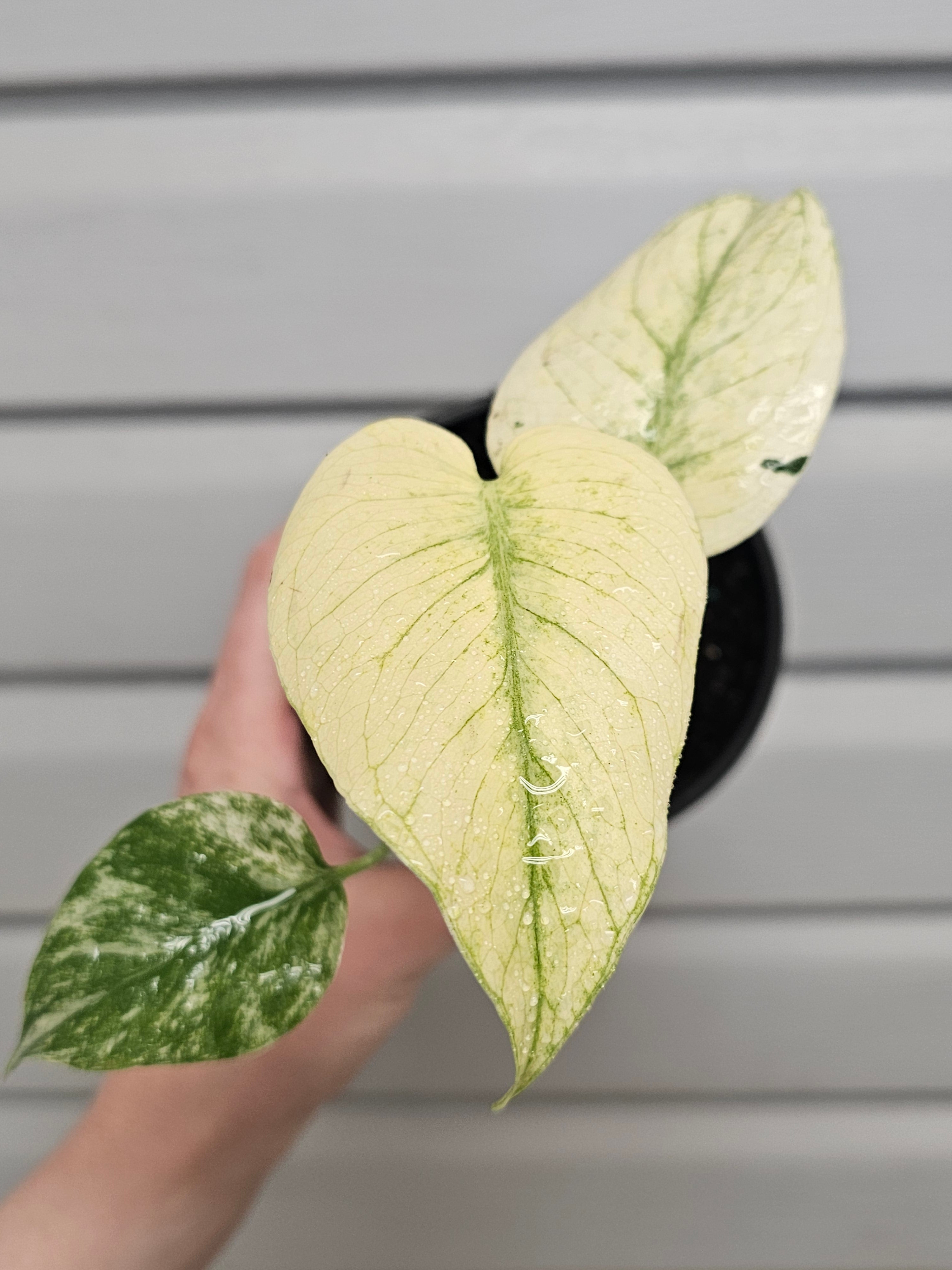 Monstera White Monster  image 0