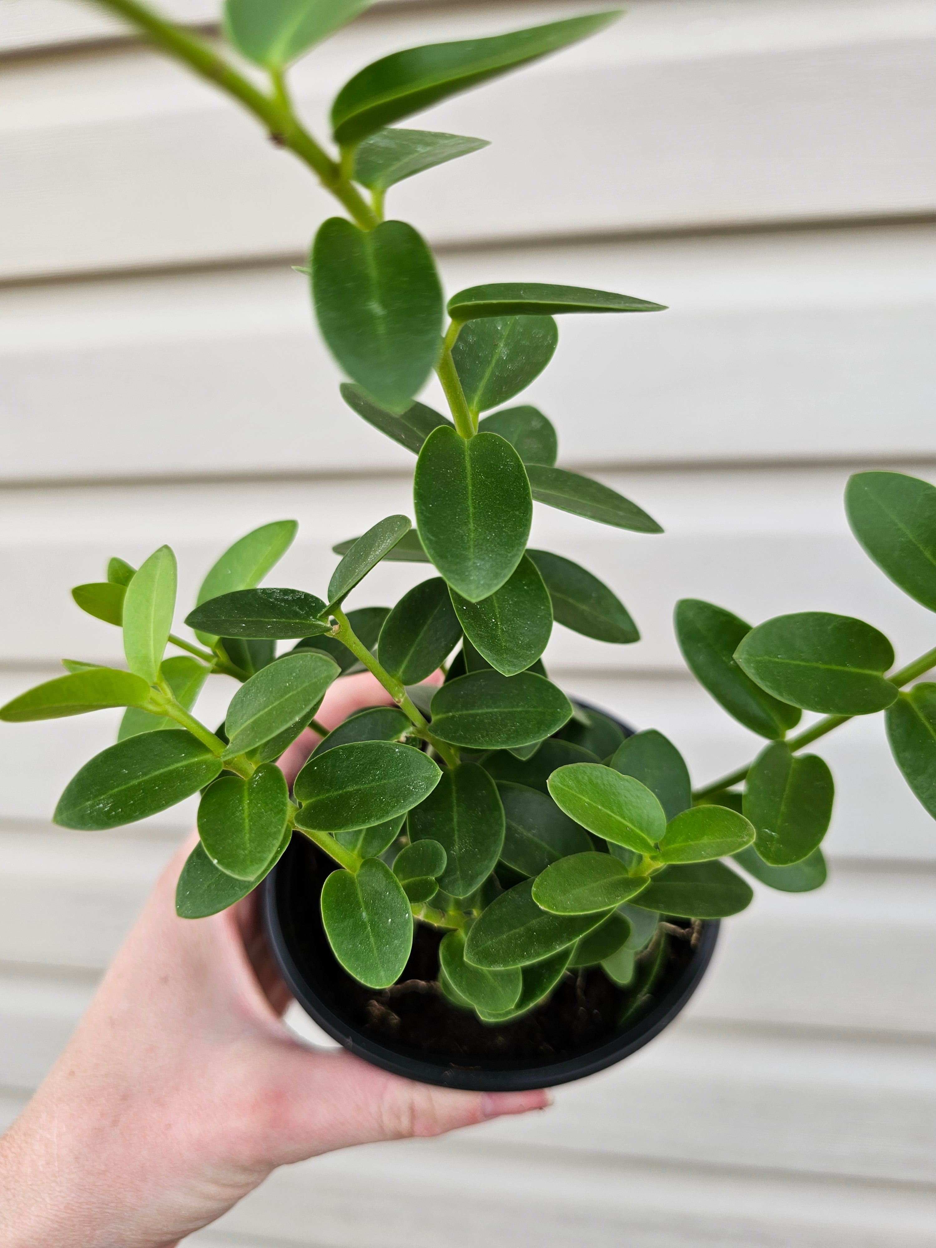 Hoya Cumingiana image 3