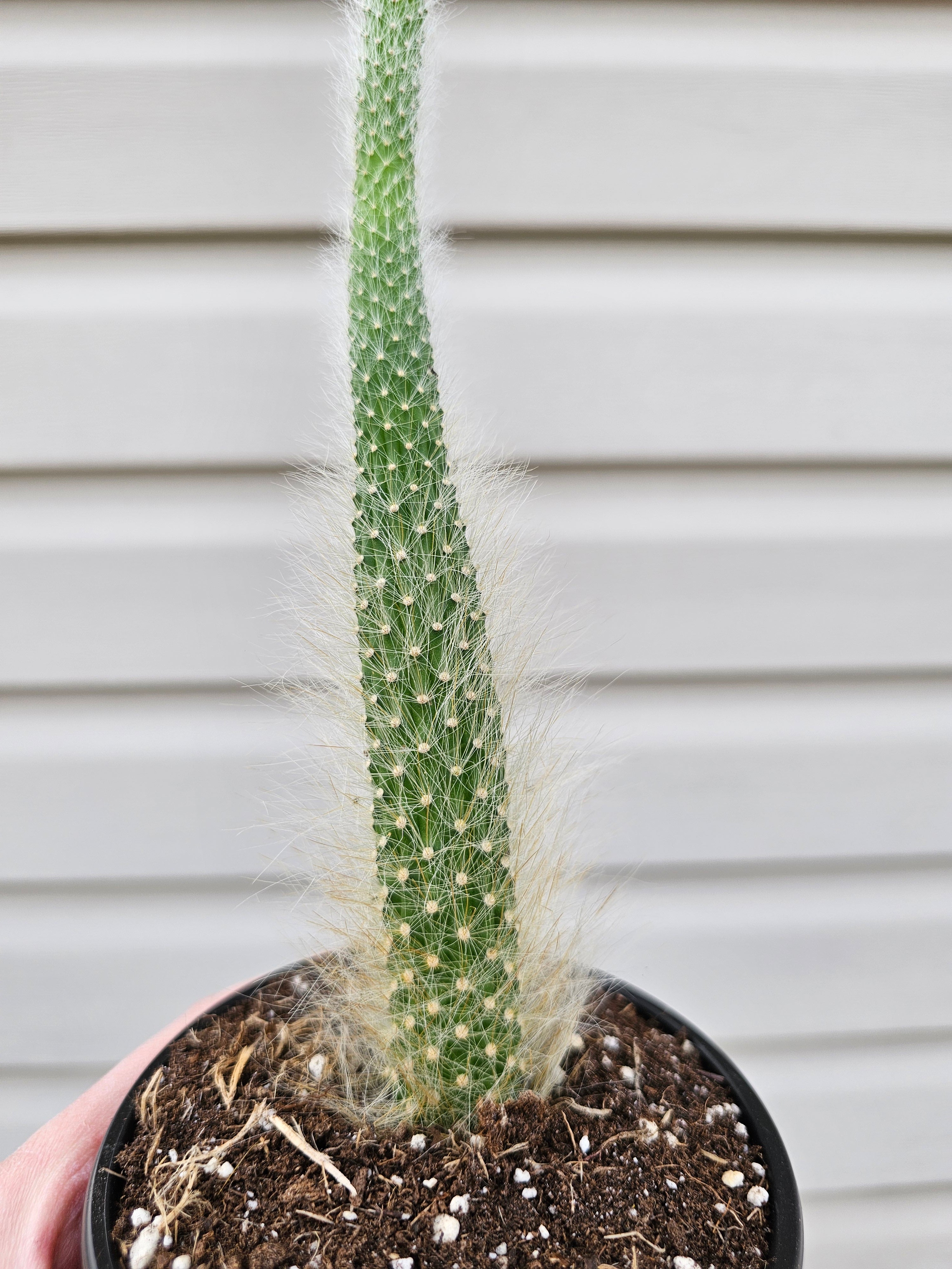 Monkey Tail Cactus image 1