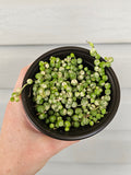 Variegated String of Pearls  image 0