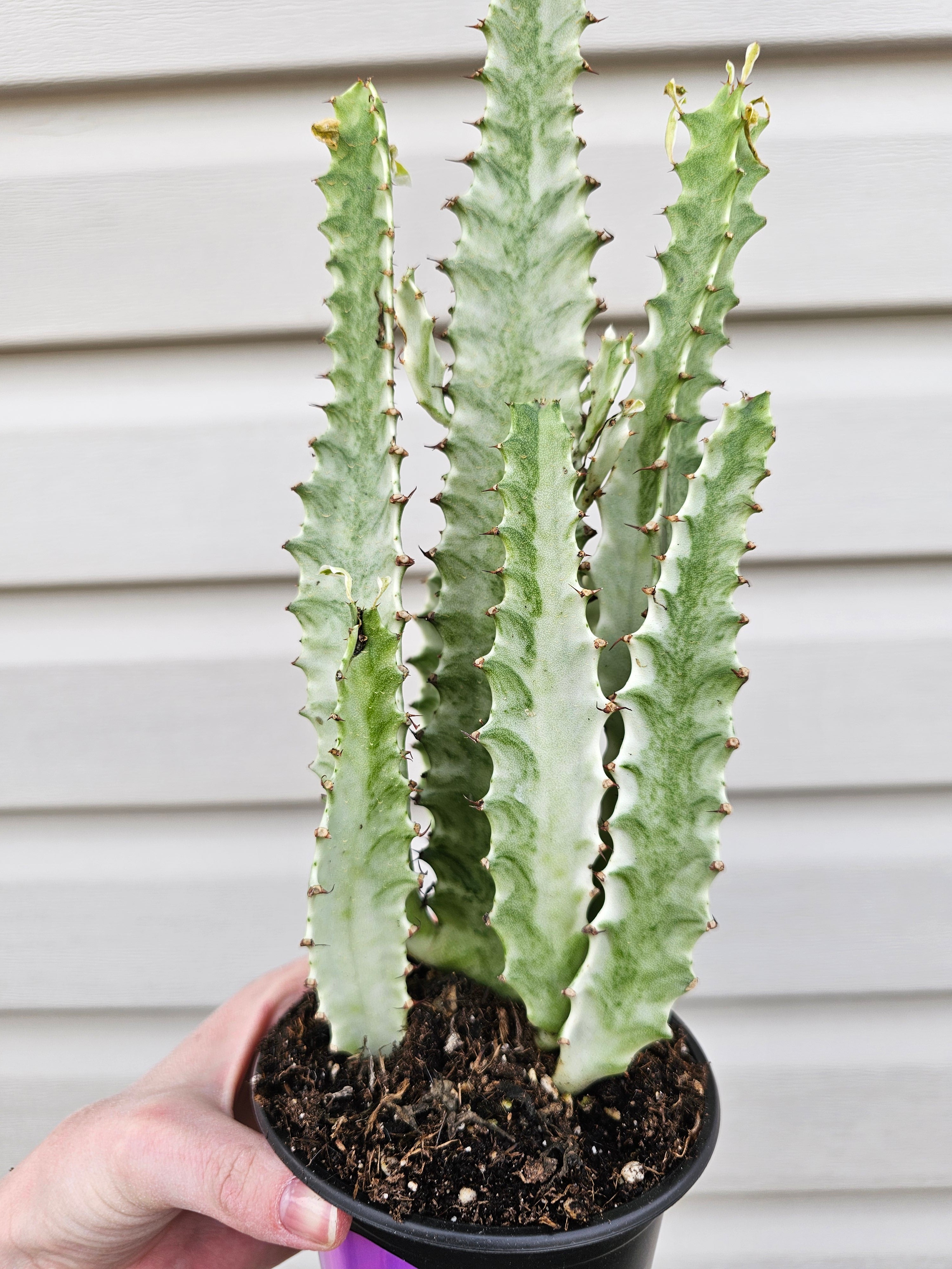 Euphorbia Ghost Adjacent image 2
