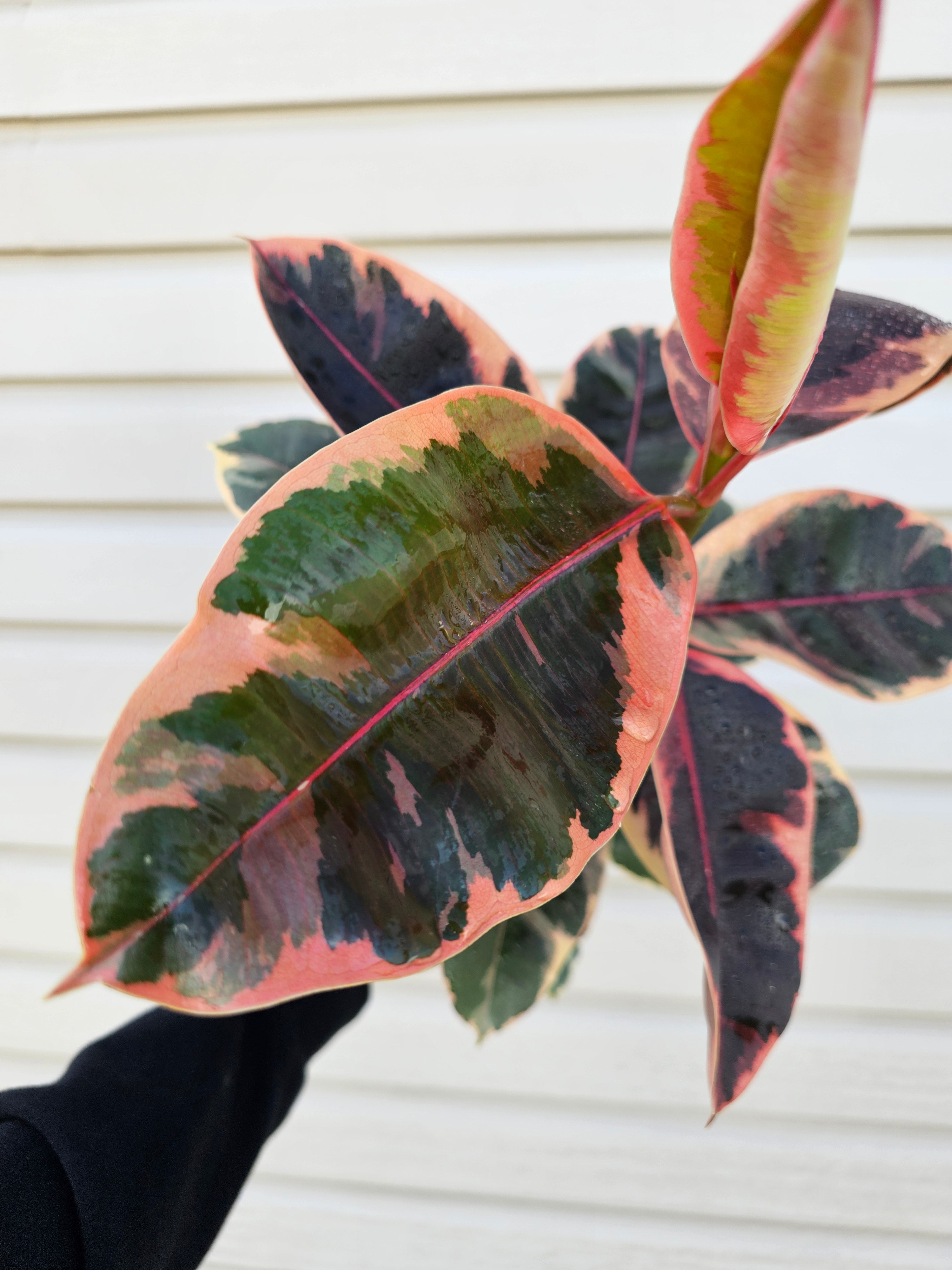 Ruby Ficus  image 4