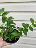 Hoya Cumingiana image 0