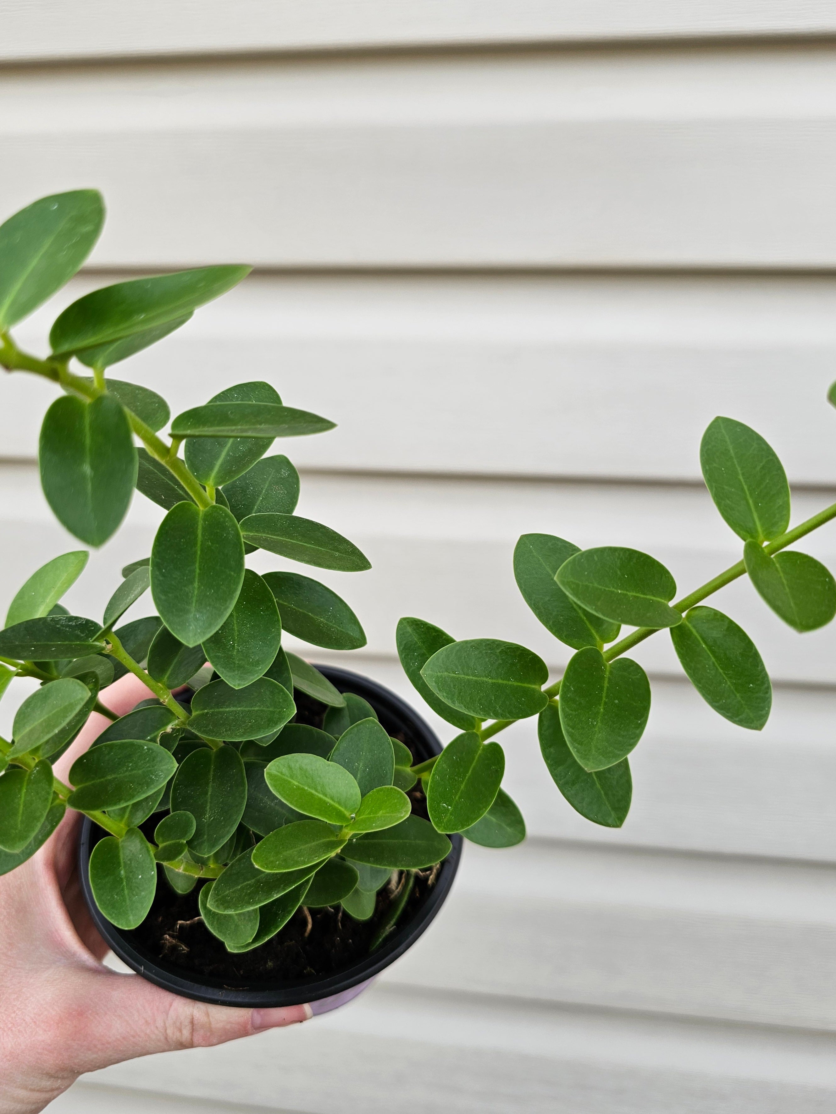 Hoya Cumingiana image 0