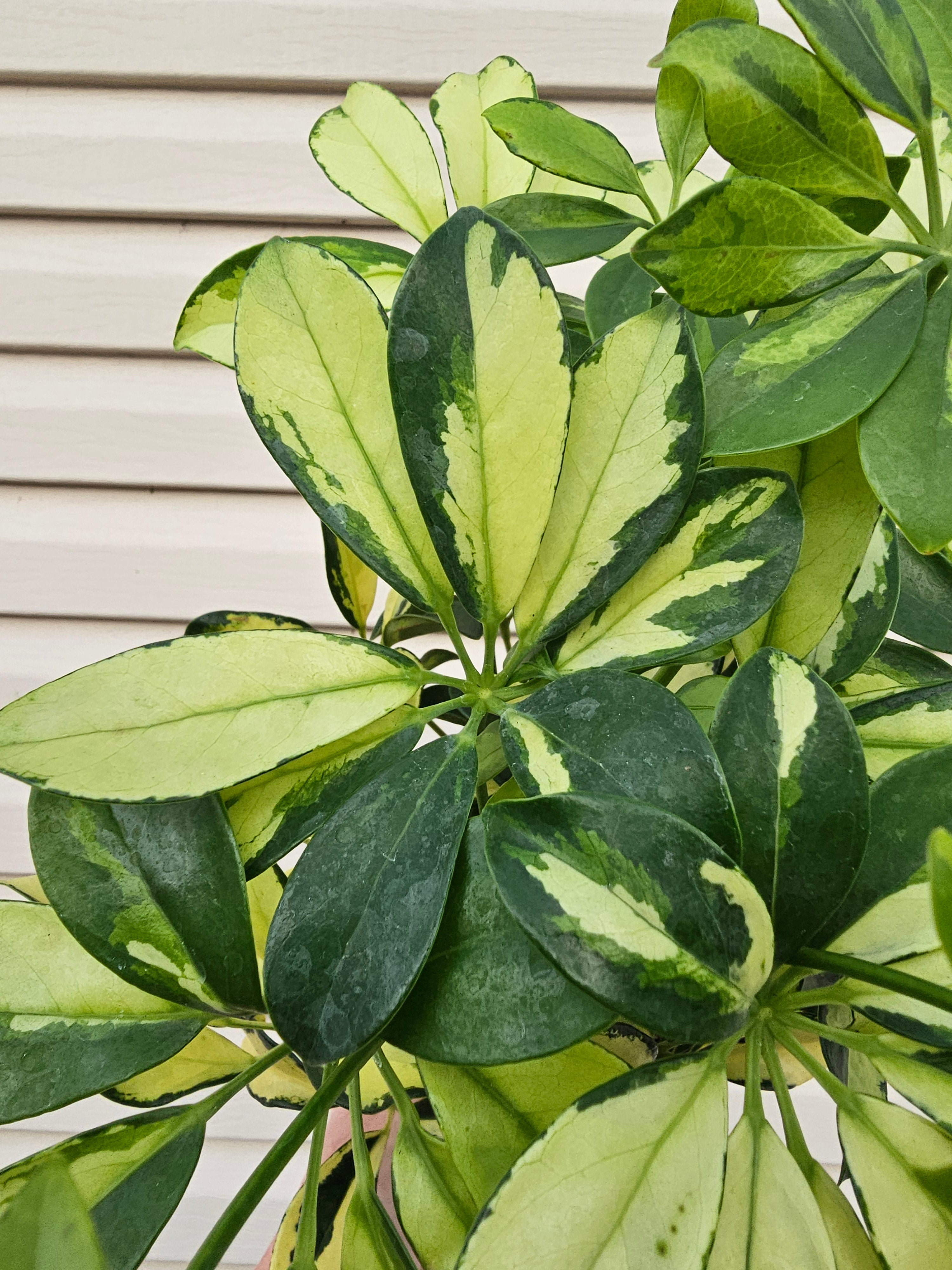 Umbrella Tree Trinette image 1