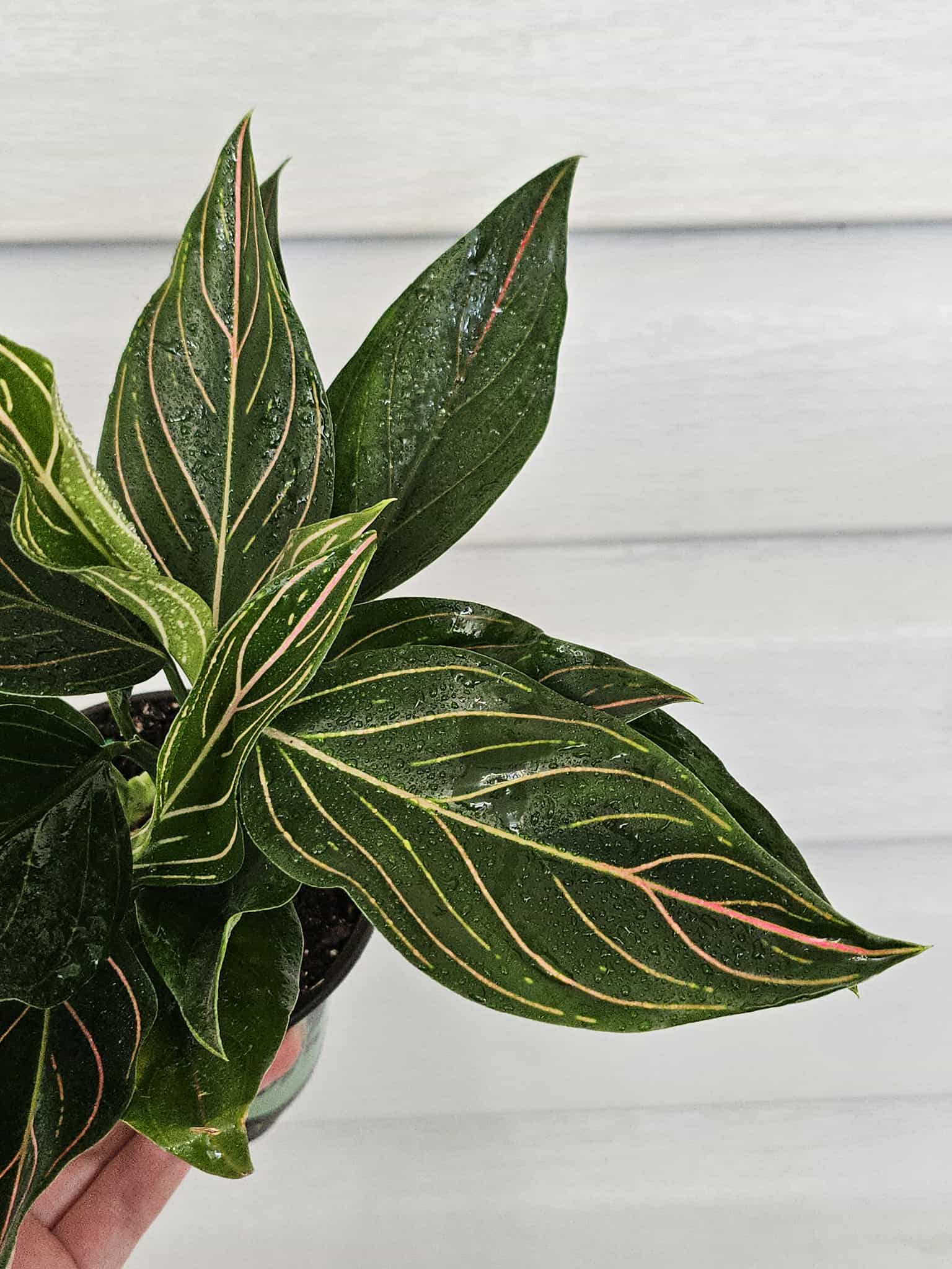 Aglaonema Red Vein  image 3