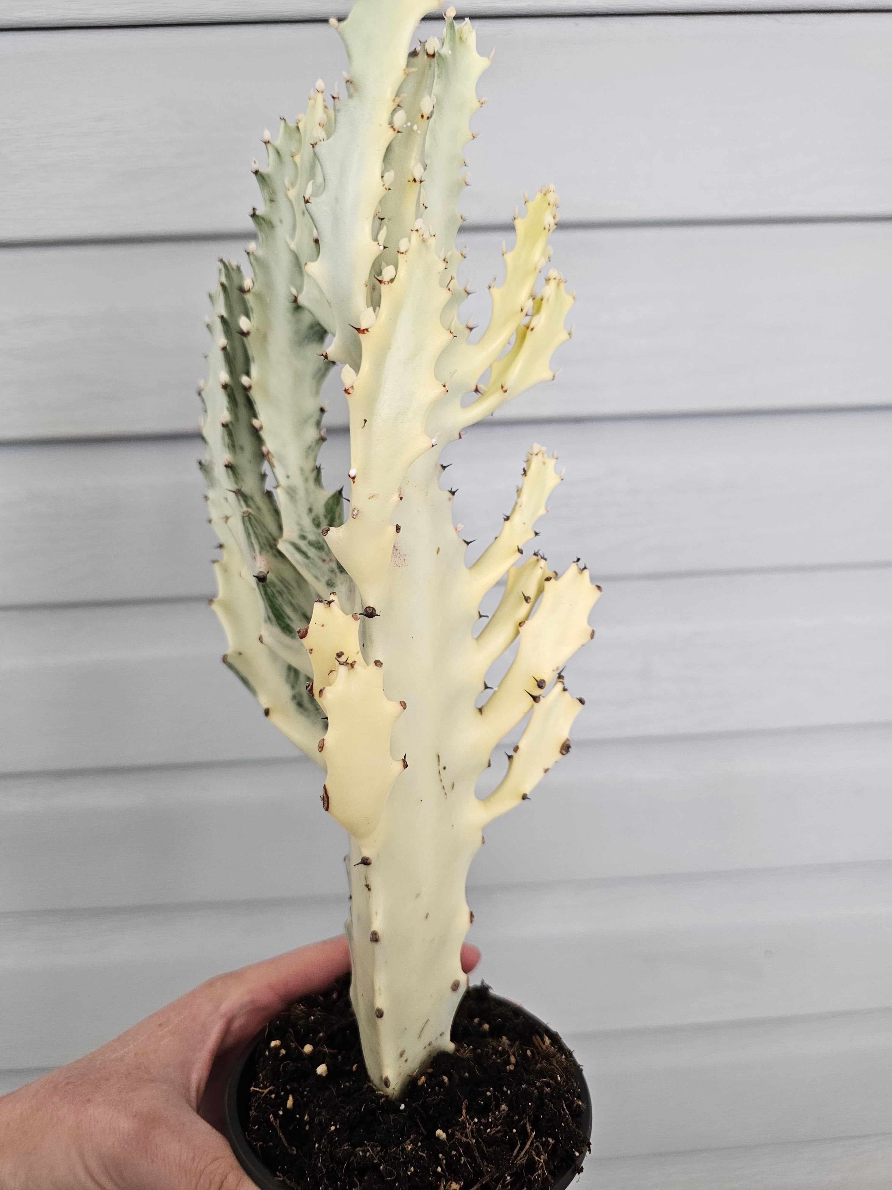 Euphorbia Ghost  image 6