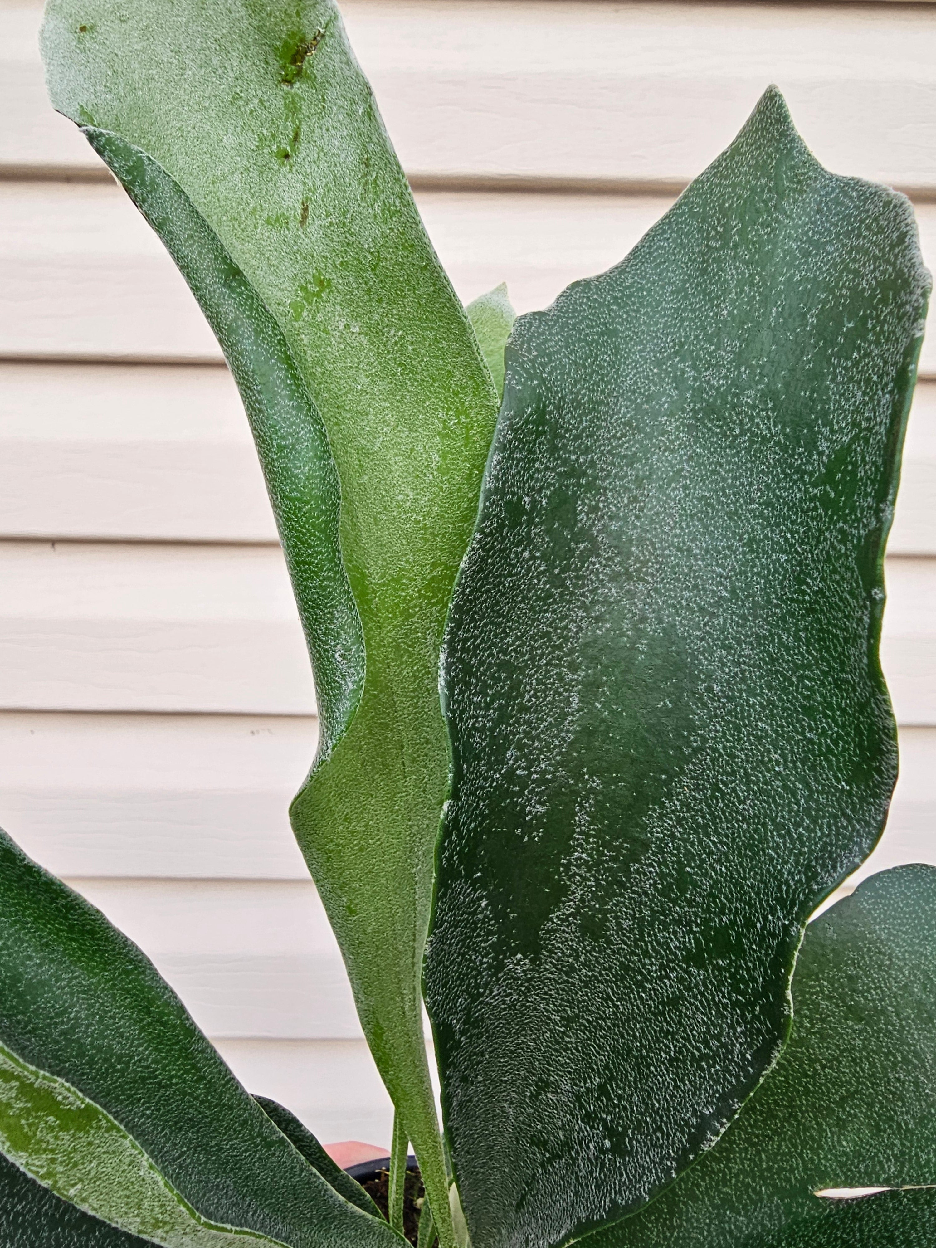 Staghorn Fern image 3