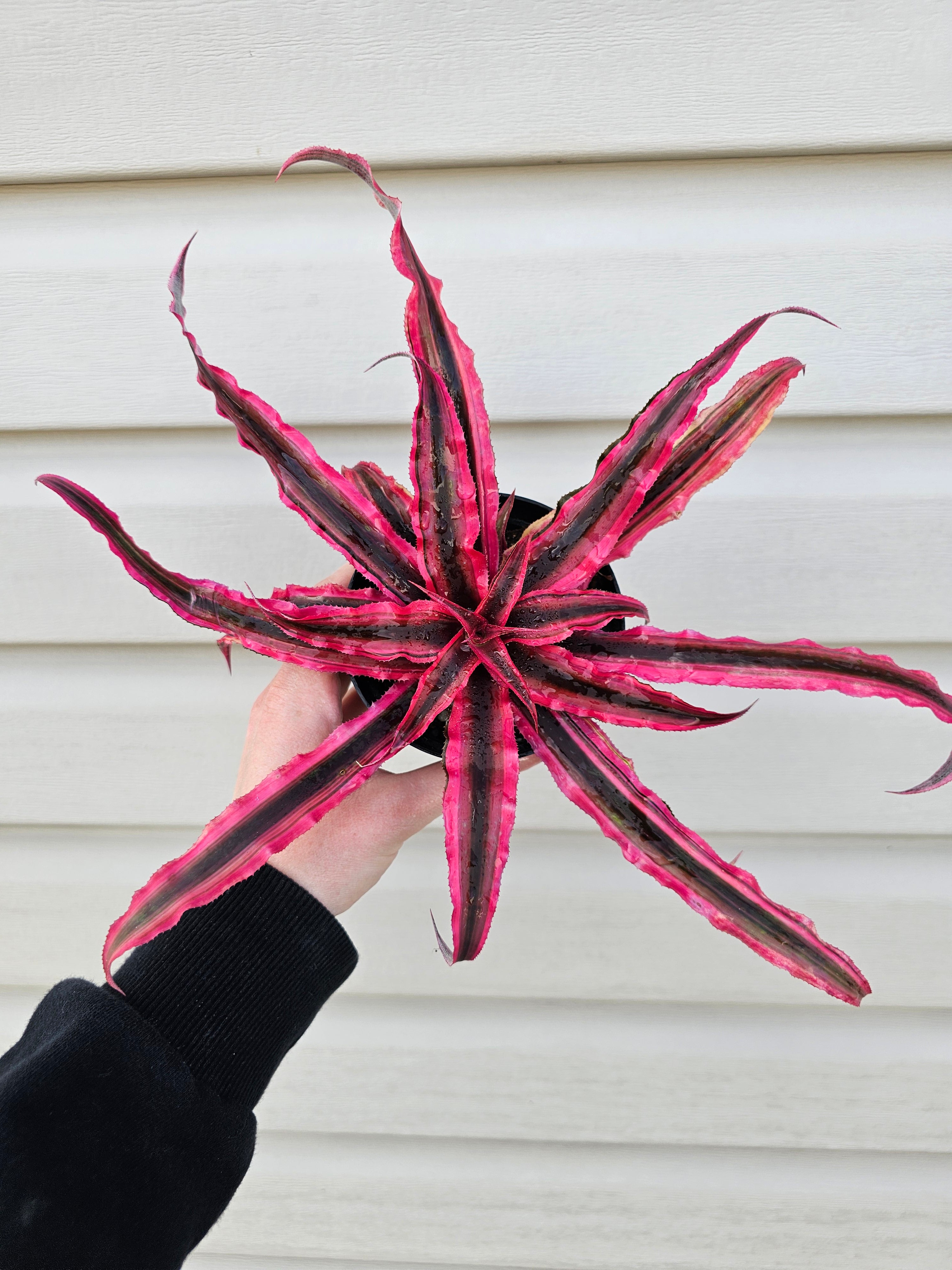 Cryptanthus SUPER Pink image 0