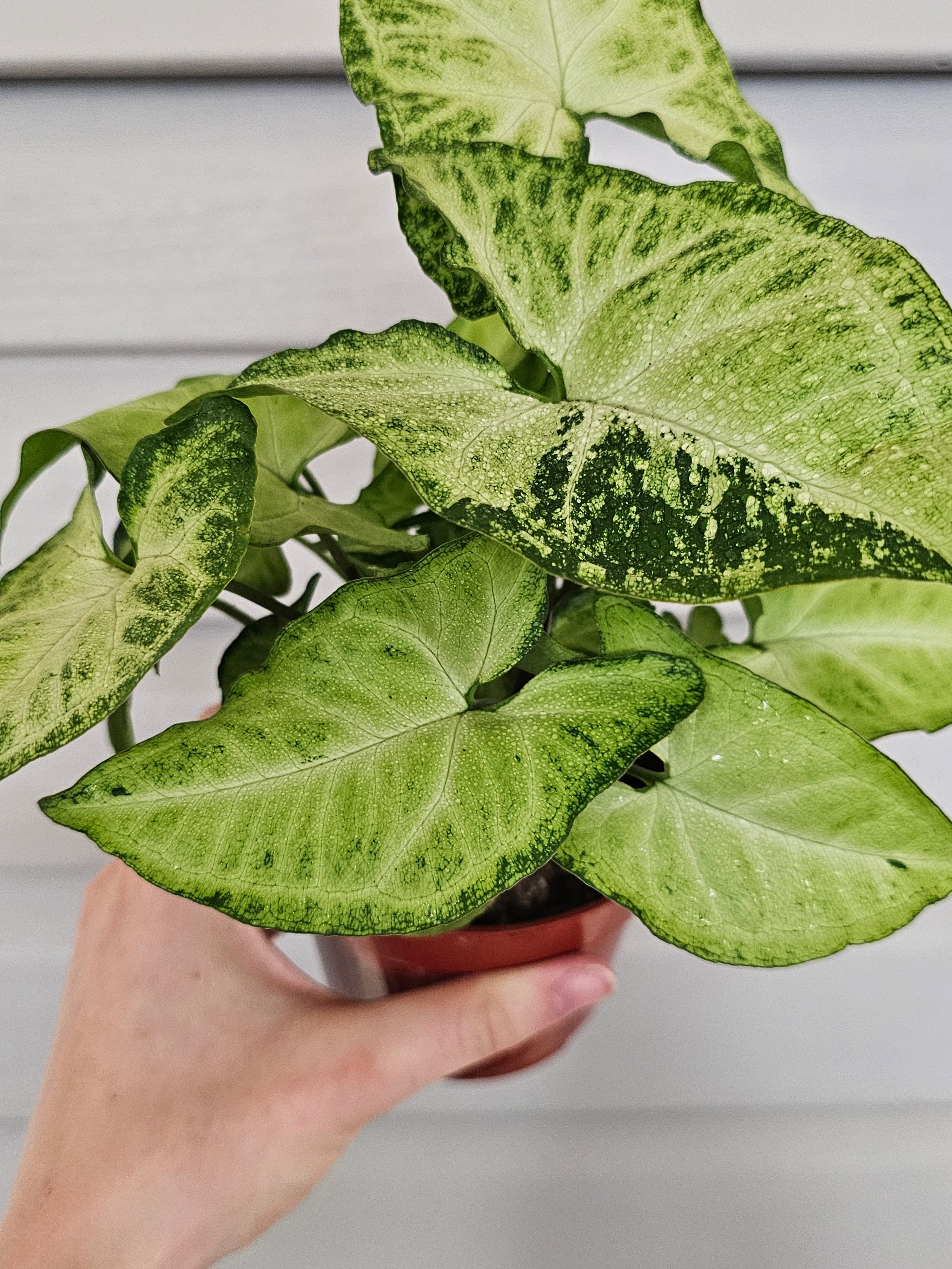 White Butterfly Syngonium  image 1