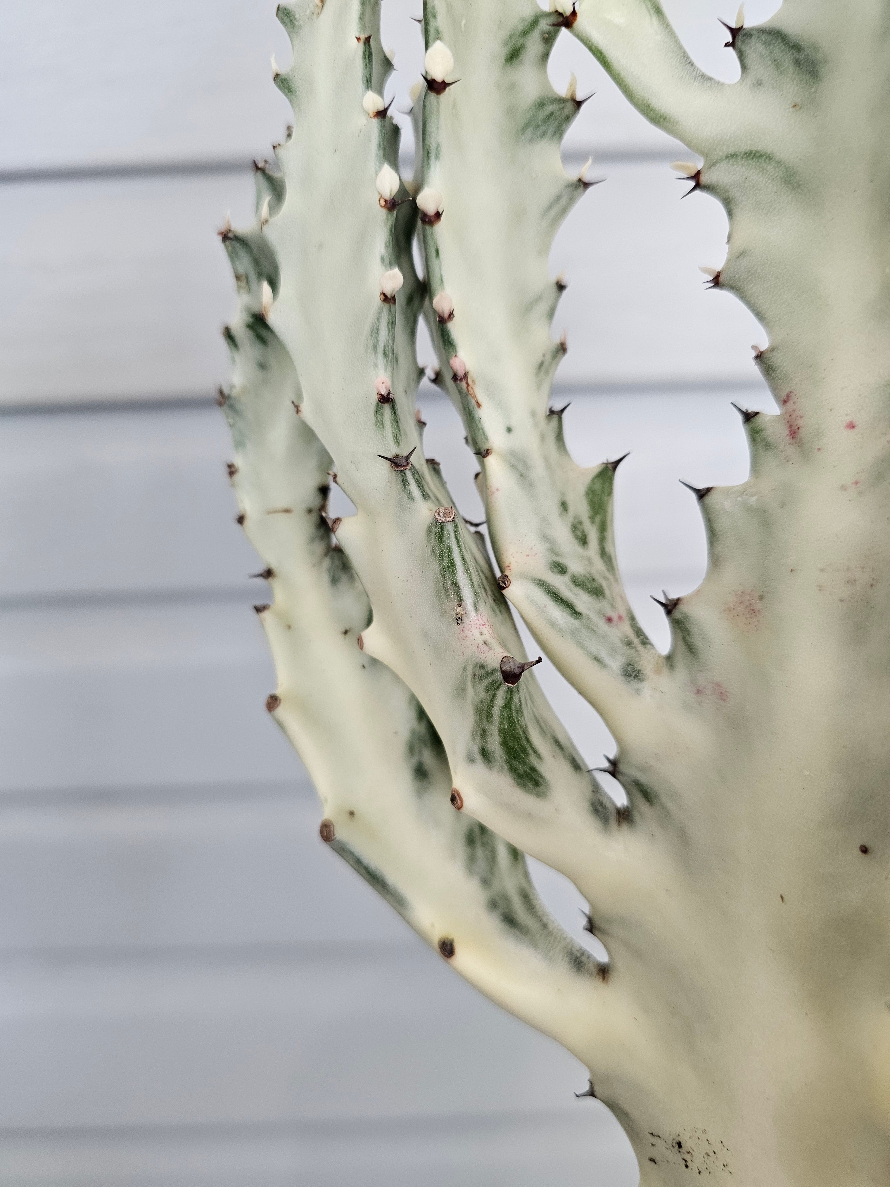 Euphorbia Ghost  image 5