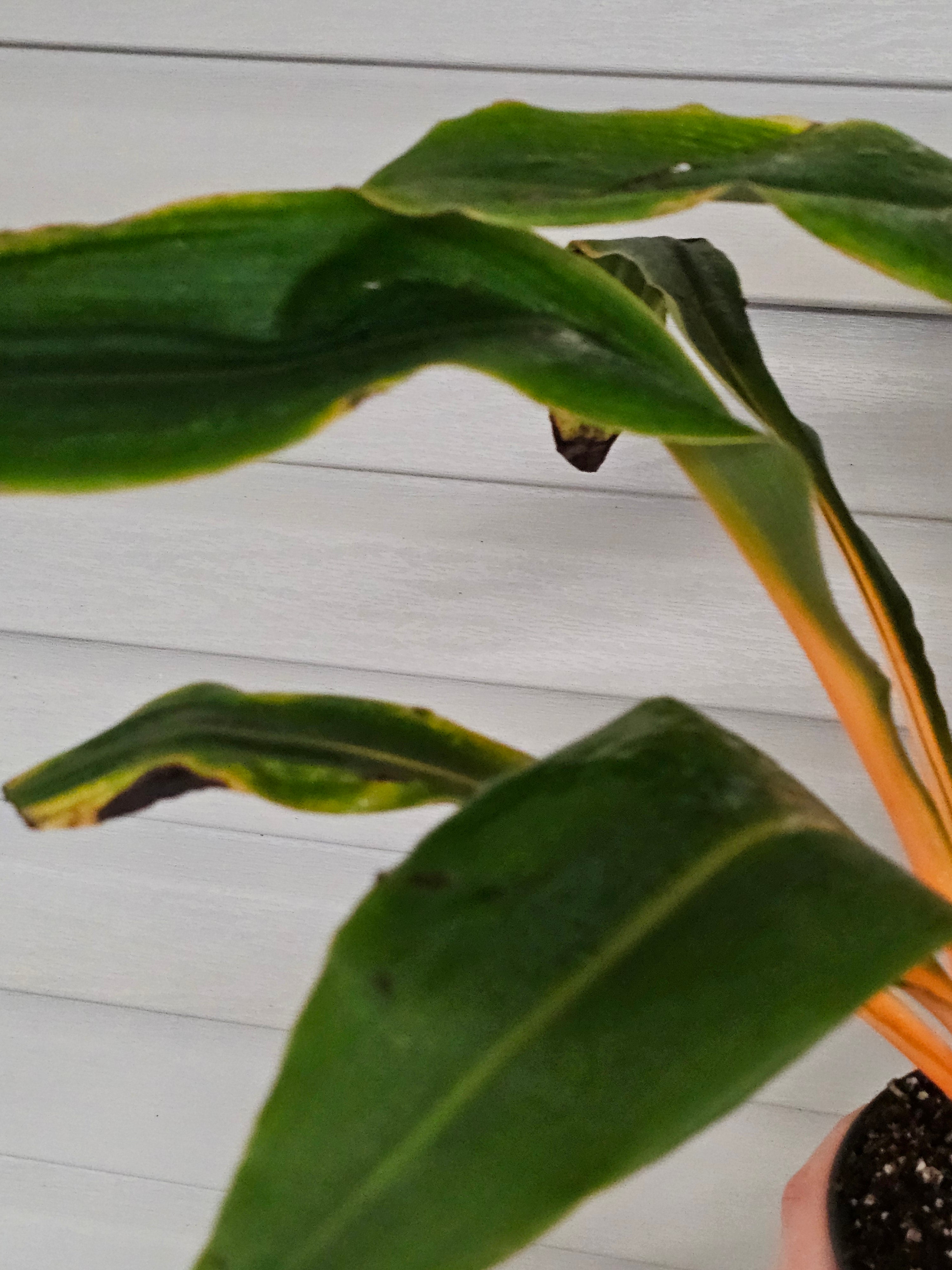 Mandarin Spider Plant - Fire Flash  image 3