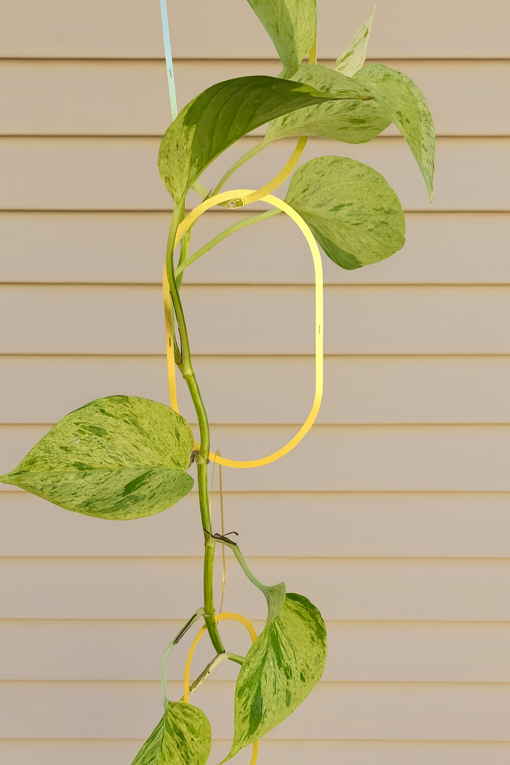 Gold Chain Climbing Support  image 0