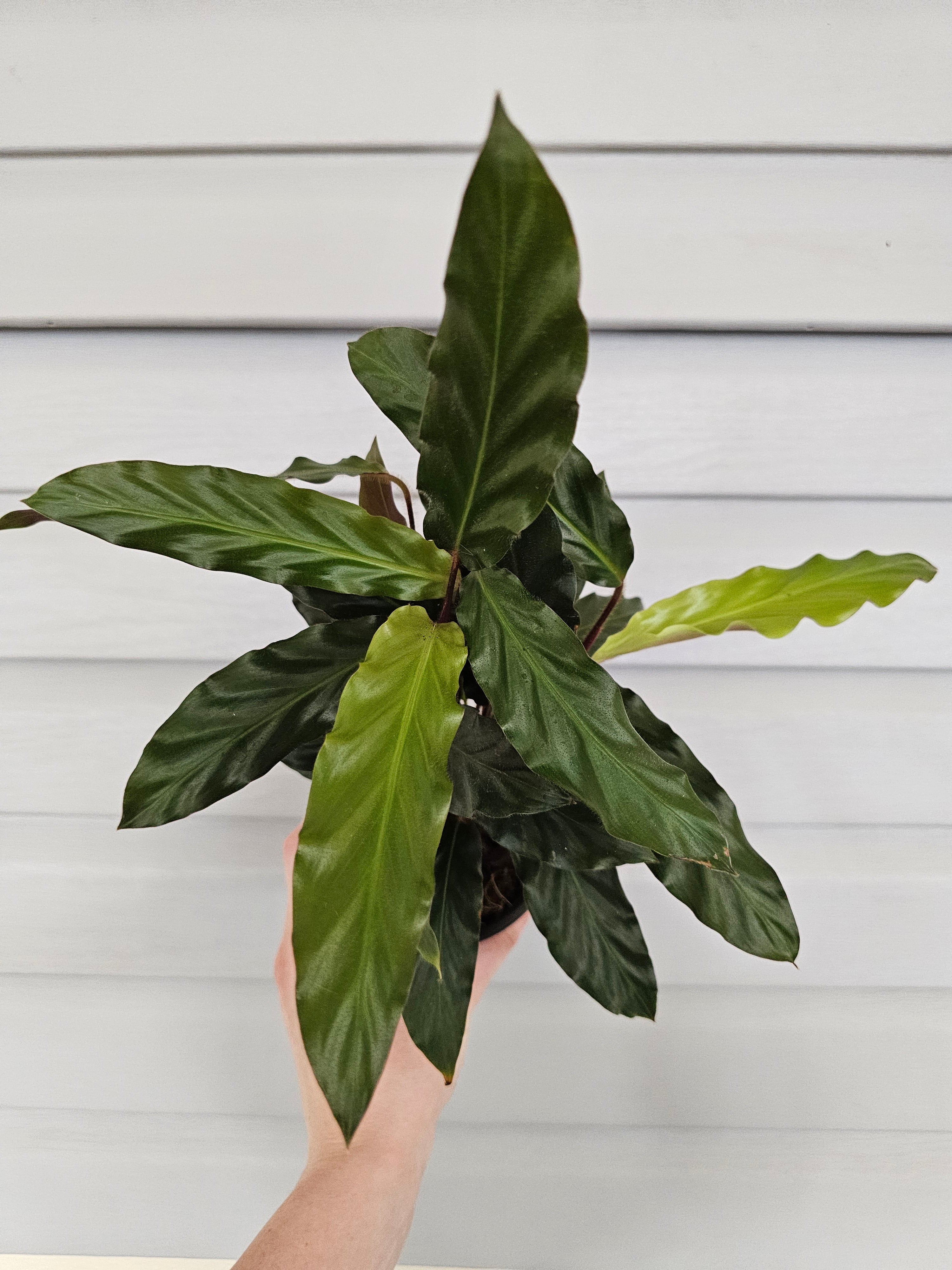 Calathea Furry Feather  image 3